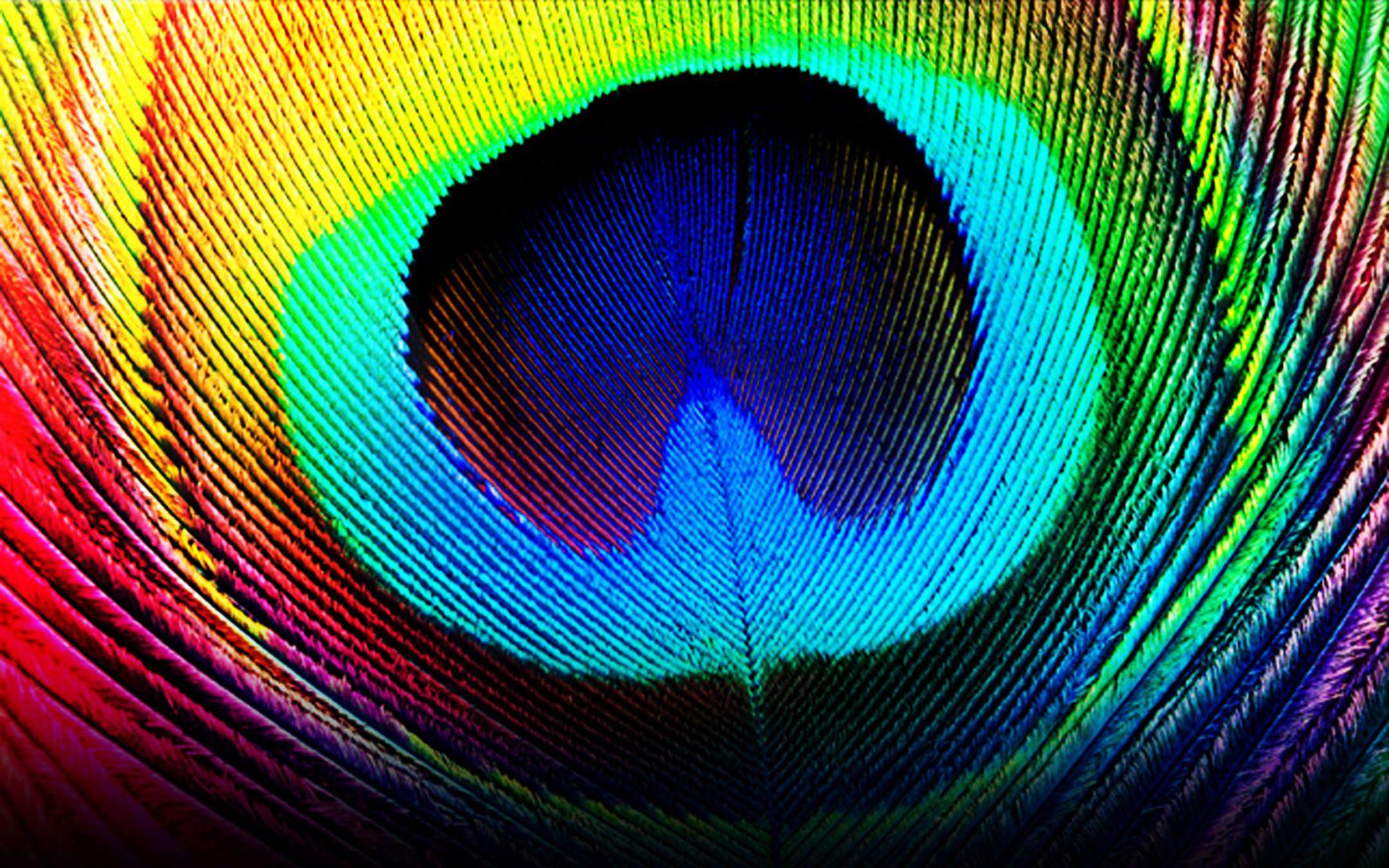 Peacock Feather Full HD Wallpaper and Background Imagex1200