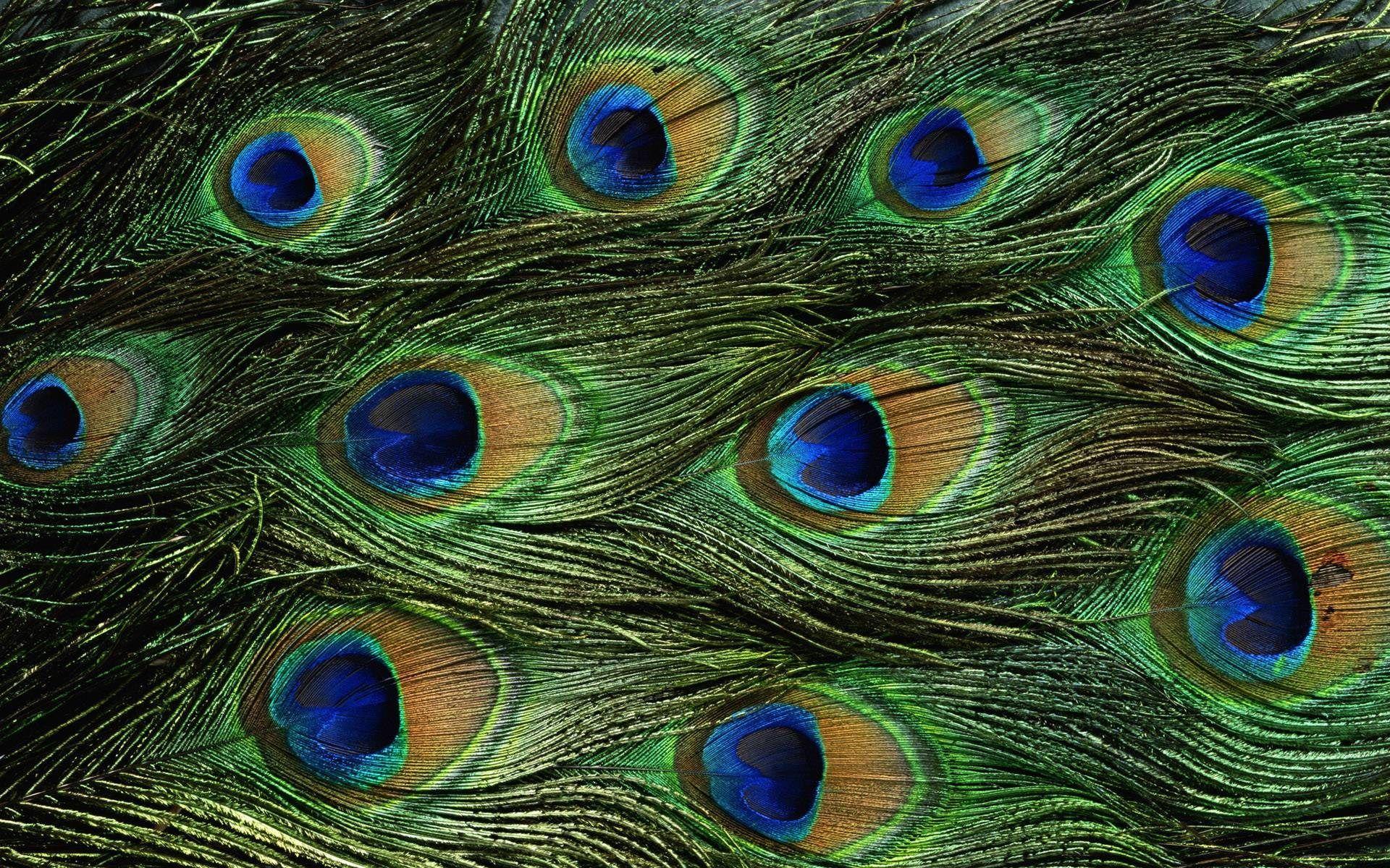 peacock feathers HD wallpaper. ololoshenka. Peacock