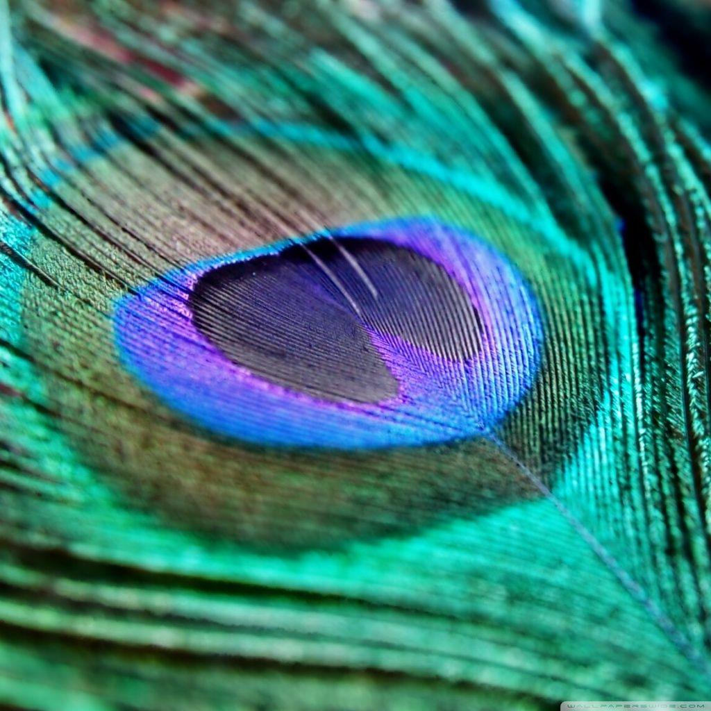 Wallpapers Of Peacock Feather - Wallpaper Cave