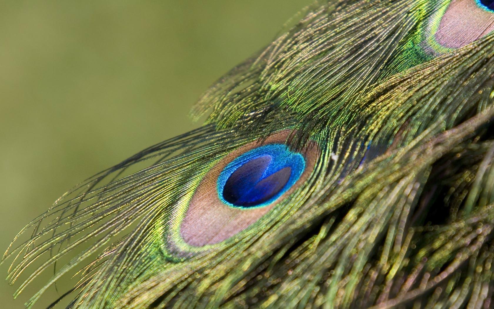 Wallpaper of a Peacock Feathers