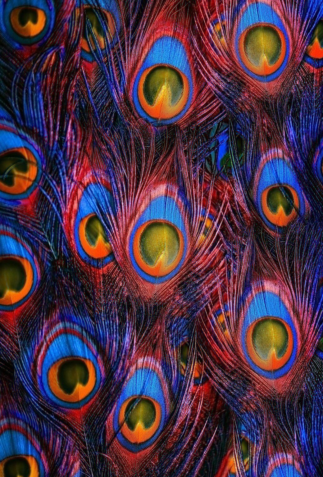 Peacock Feather Wallpaper For Mobile ~ Wallpaper Peacock Feather ...