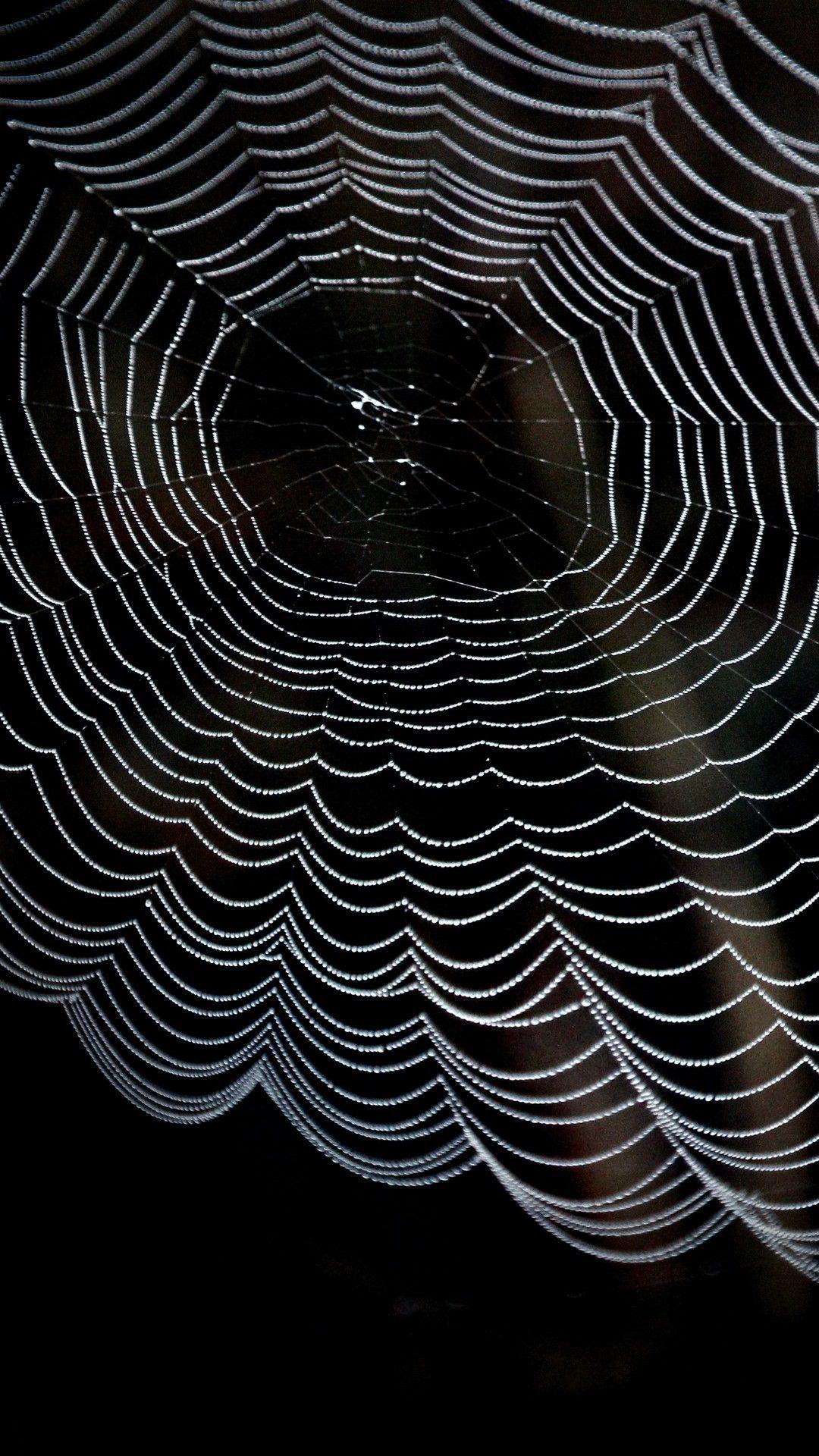 Spider Web Stock Image. HD Wallpaper and Background Image