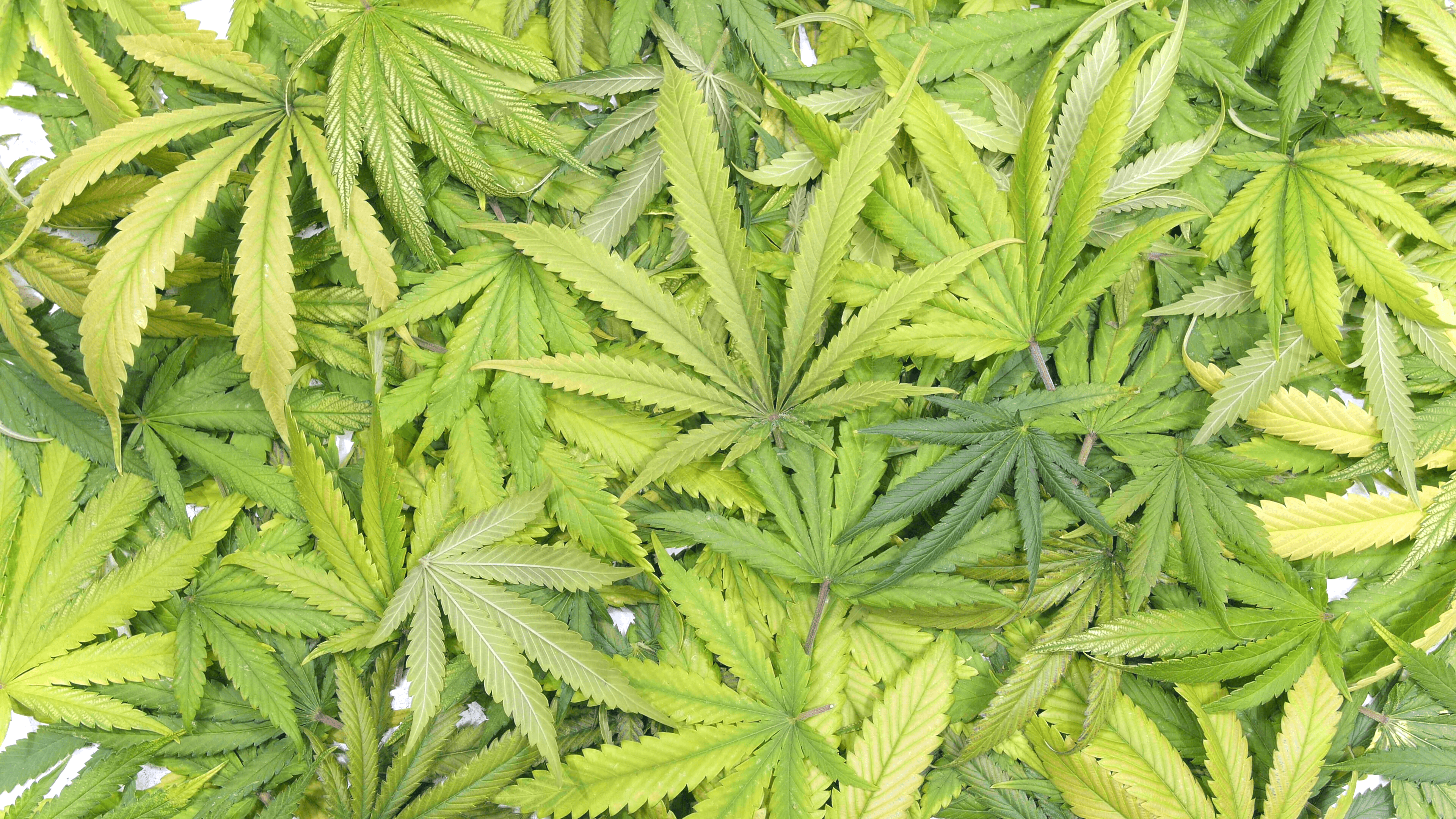 Background Texture of Marijuana Leaf Pile with Single Leaf Falling