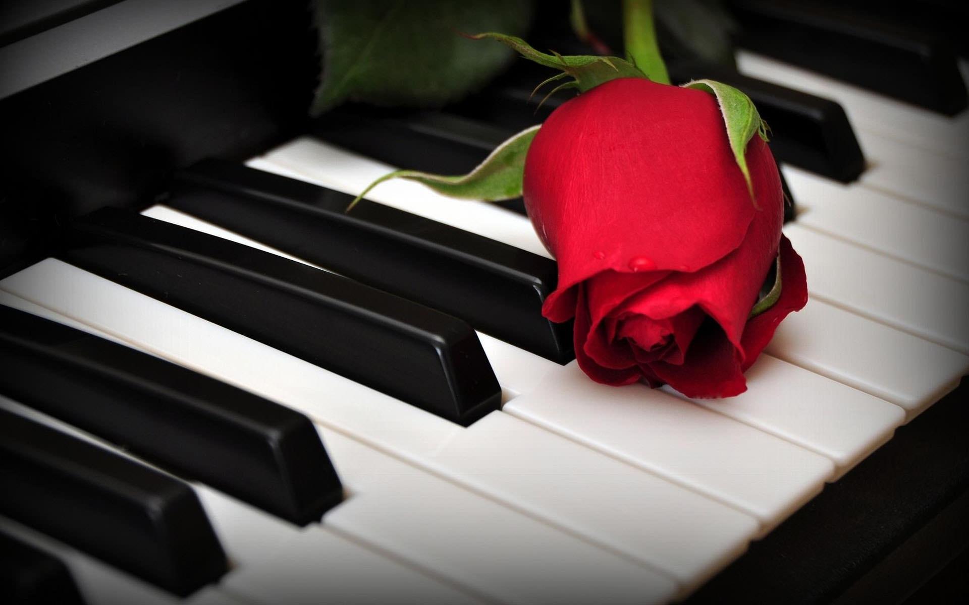 Flower on piano HD wallpaper. HD Latest Wallpaper