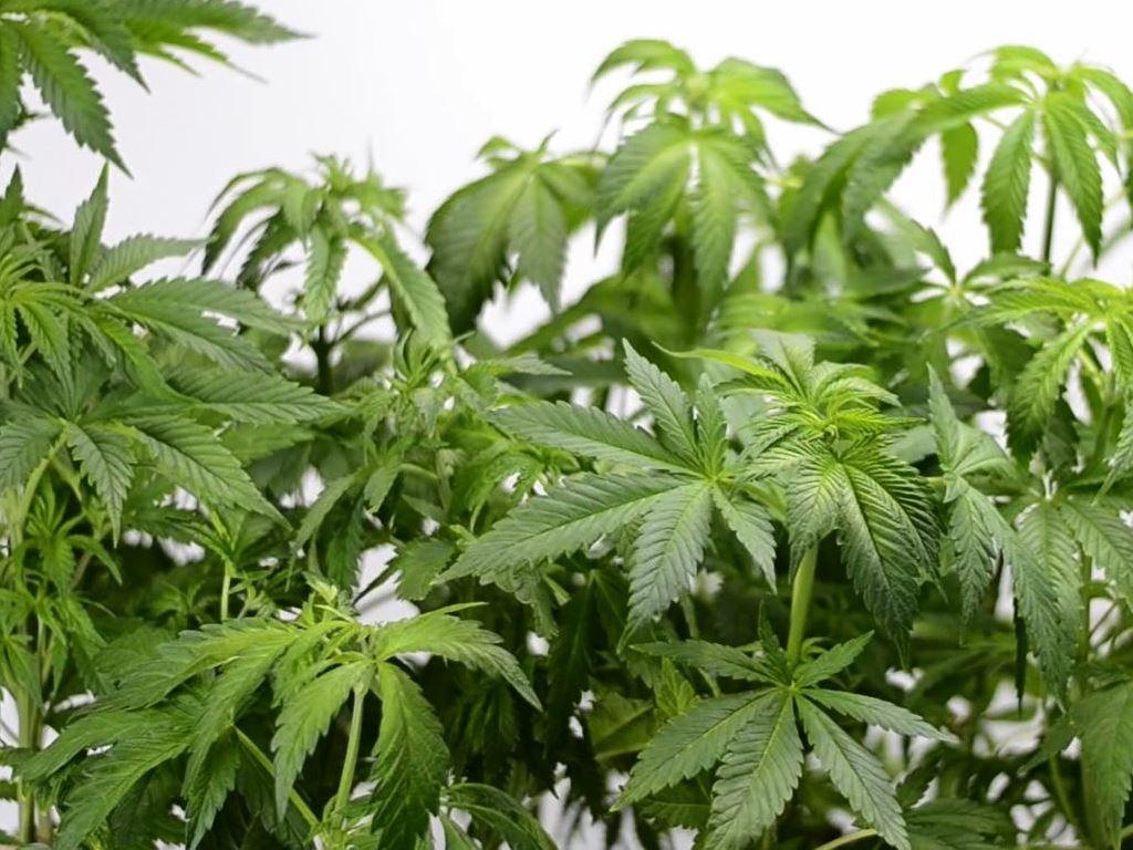marijuana-backgrounds-wallpaper-cave