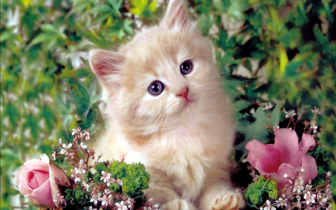 Animals & Birds Cute Kittens wallpaper Desktop, Phone, Tablet