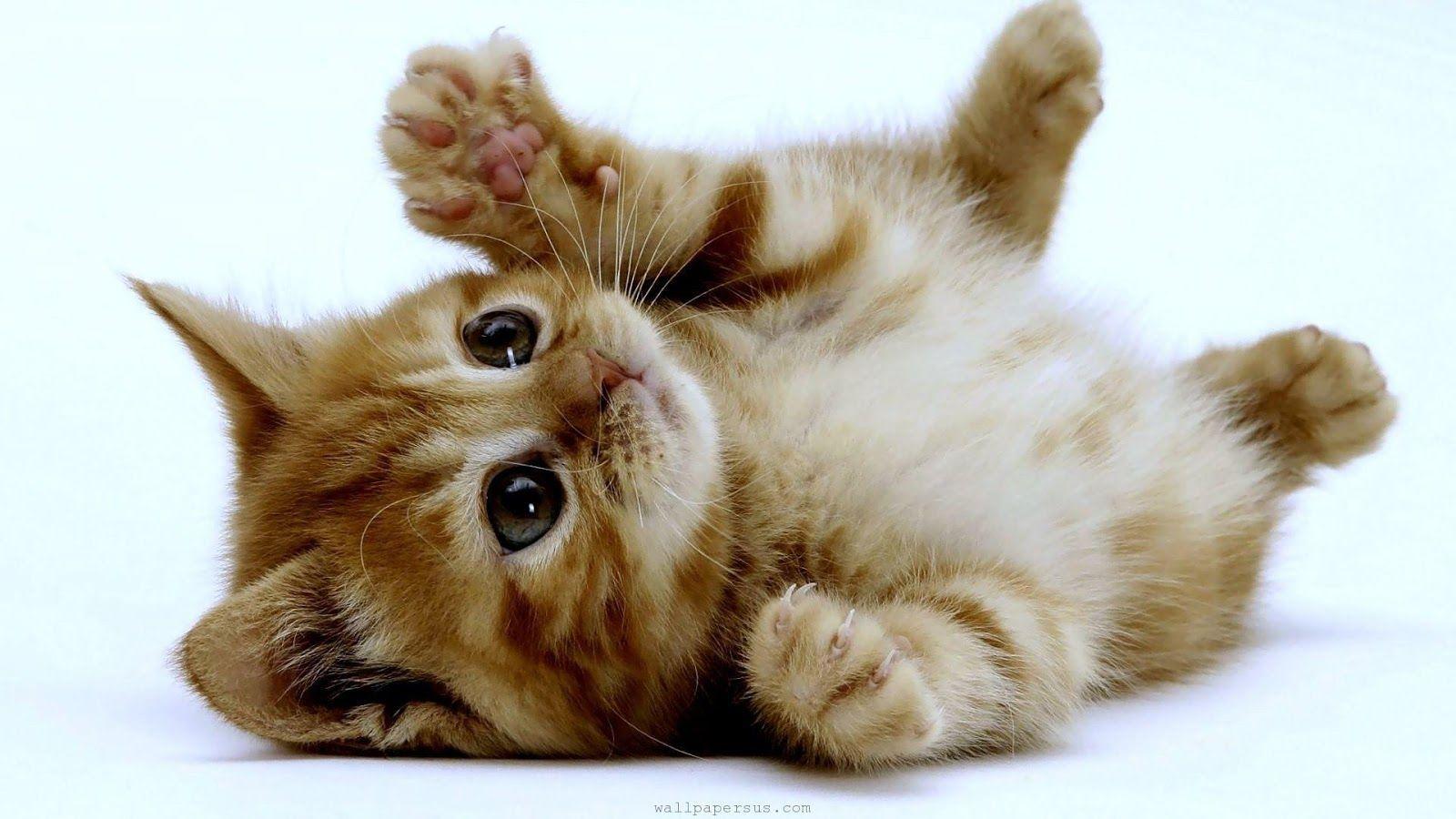 Very Cute Kittens Wallpapers Wallpaper Cave