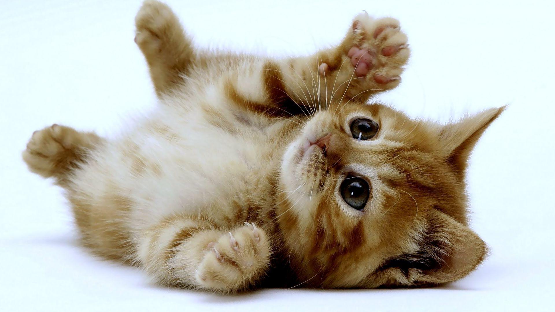 cute- (1920×1080). Kittens cutest, Kitten wallpaper, Cuddle picture