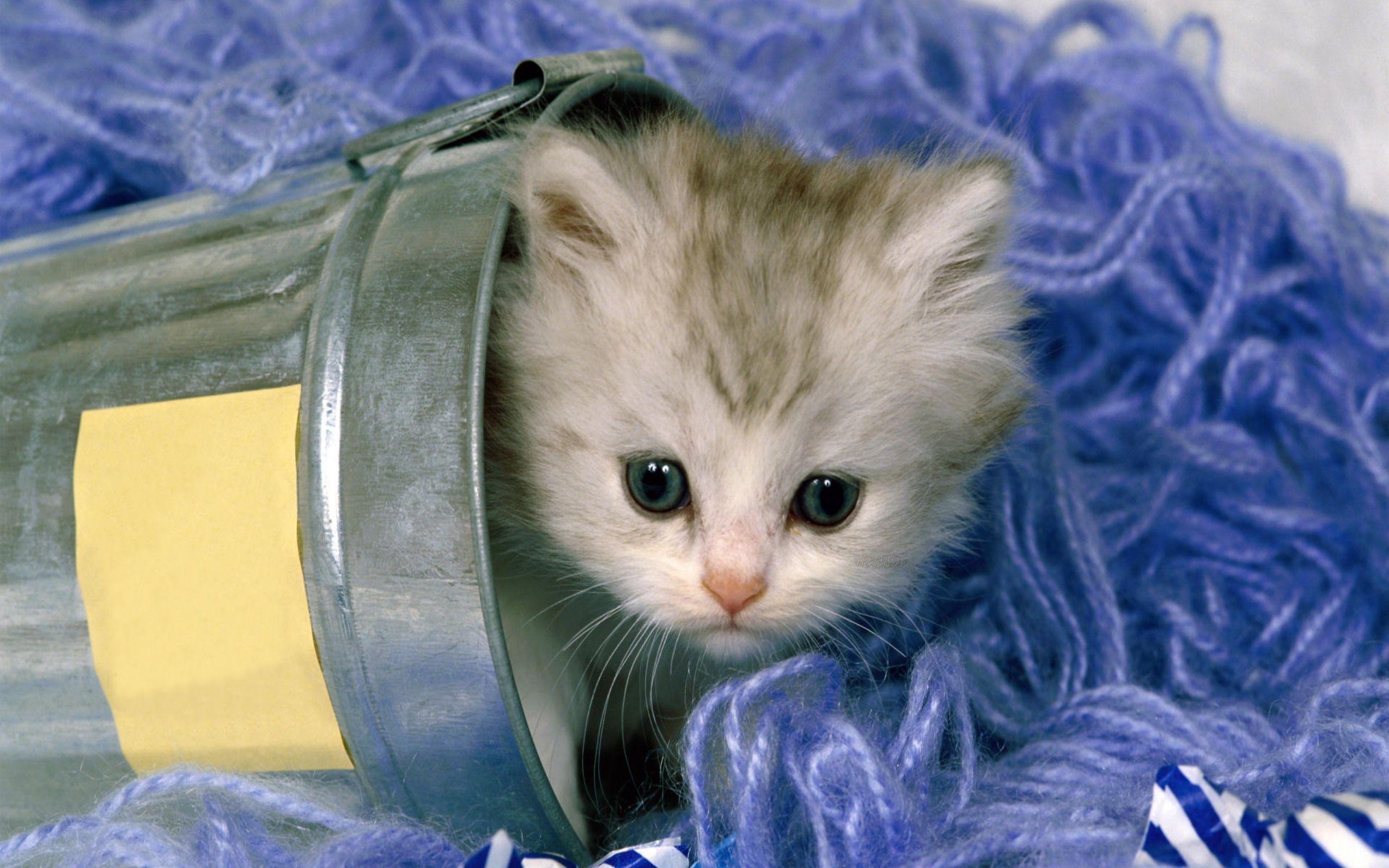 Cute Cat Kitten Wallpaper High Quality Widescreen HD Image Of
