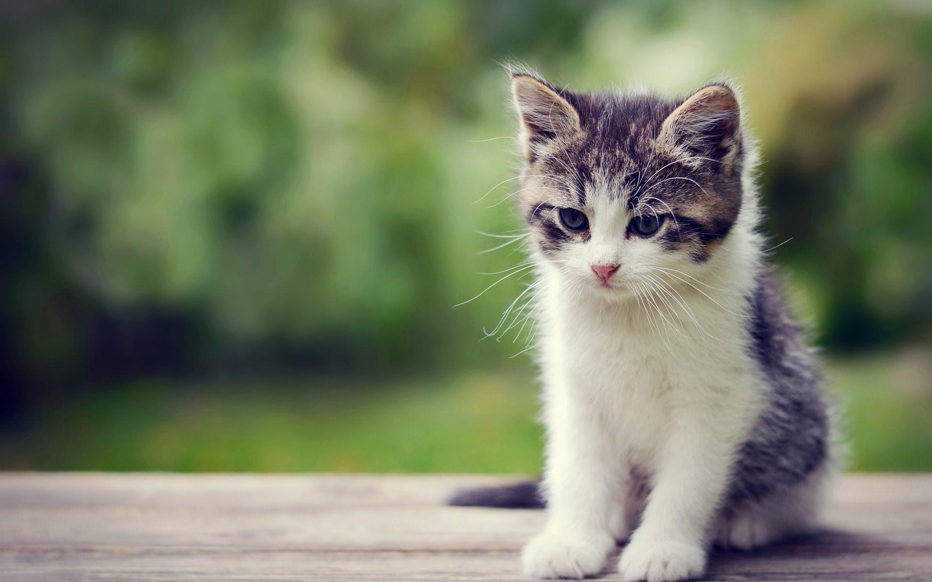 Cute Kitten Wallpaper Those Can Make Your Day Instantly Us