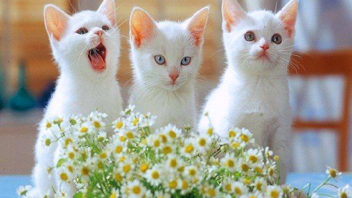 Cute White Kittens Wallpaper. Cute Cats Image. Cat