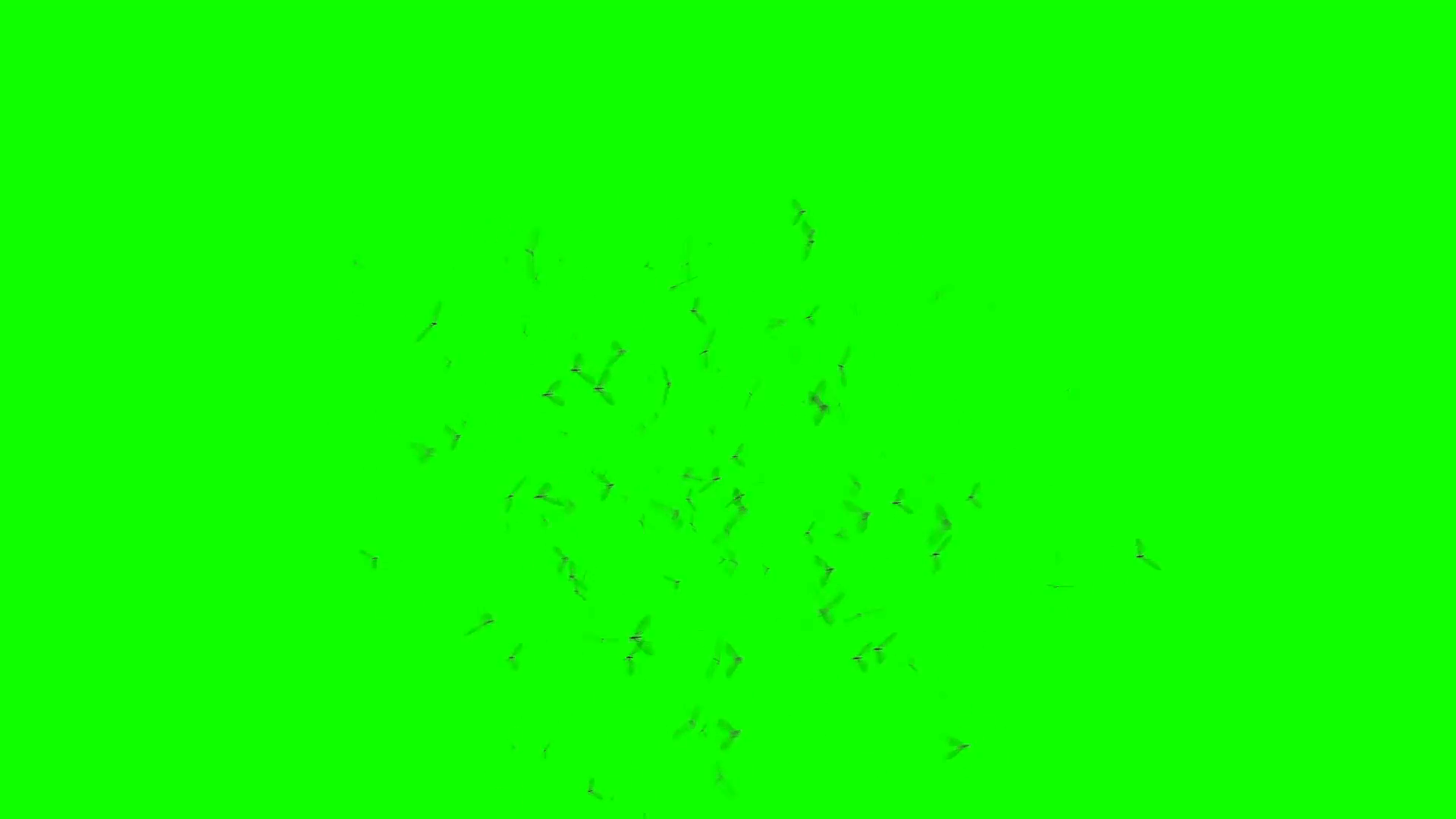 Swarm of Flying Insects with Camera Movement on a Green Screen