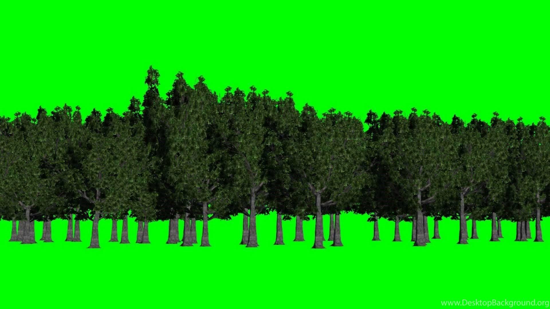 Forest Green Screen Background Green And Blue Free Green
