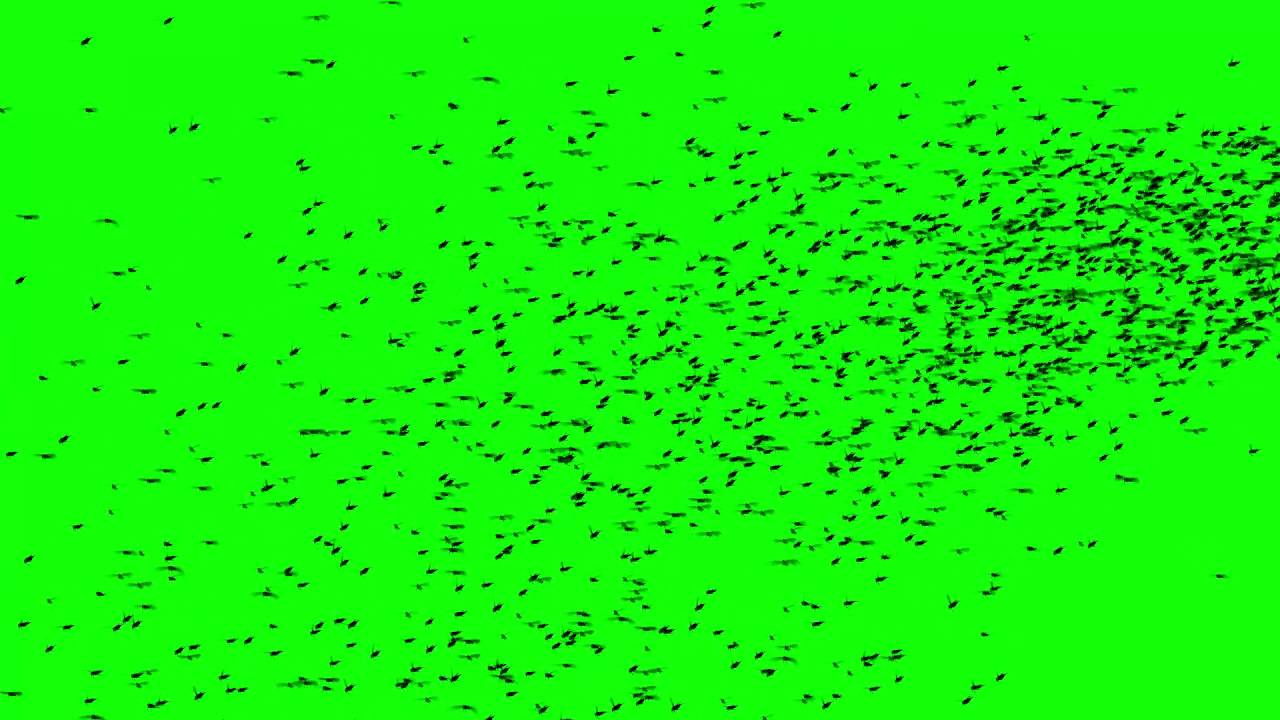 FREE HD video background –locust swarm silhouettes flying on green