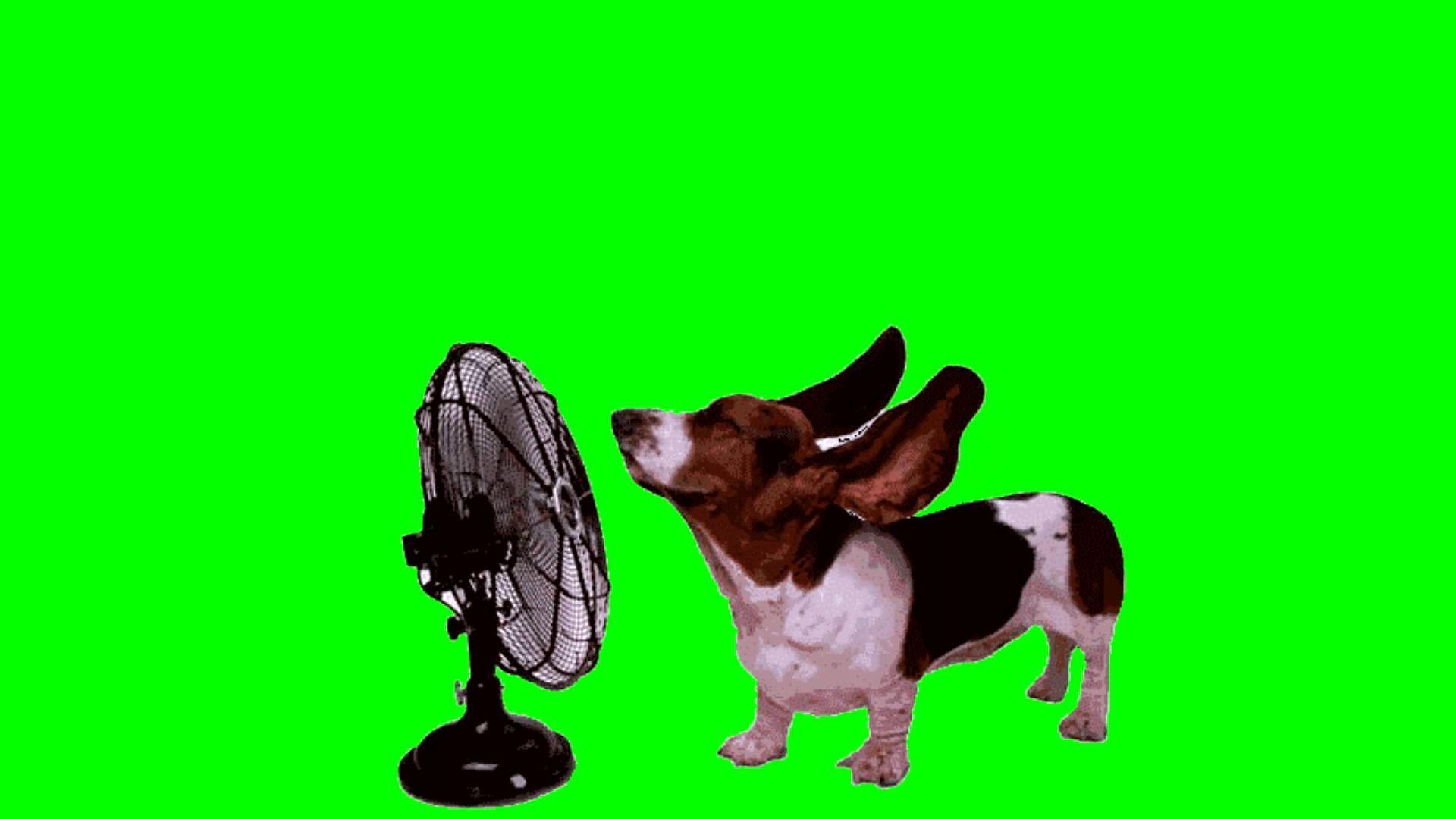 Footage HD DOG free download animation on a green screen background