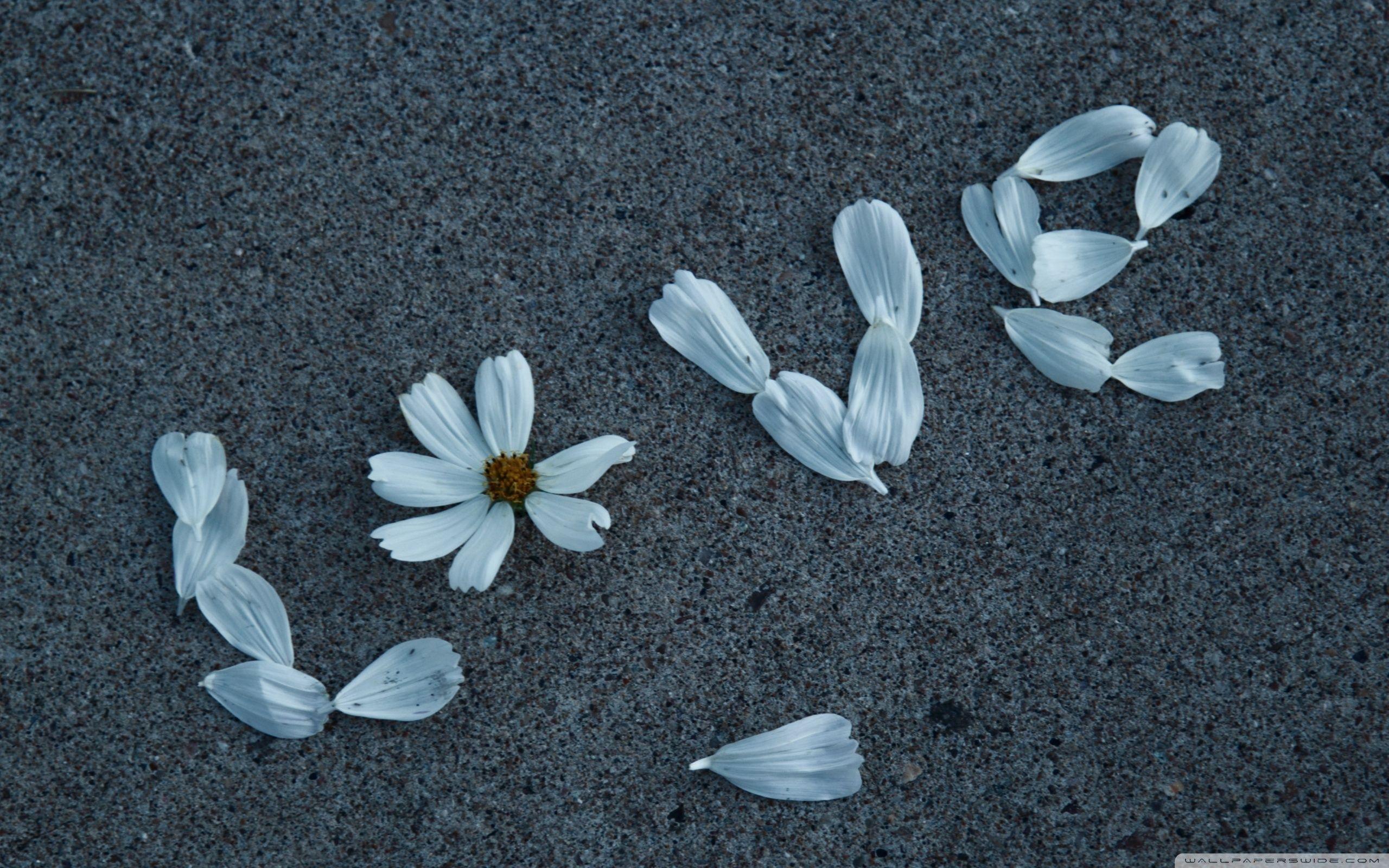 Love Message ❤ 4K HD Desktop Wallpaper for 4K Ultra HD TV • Tablet