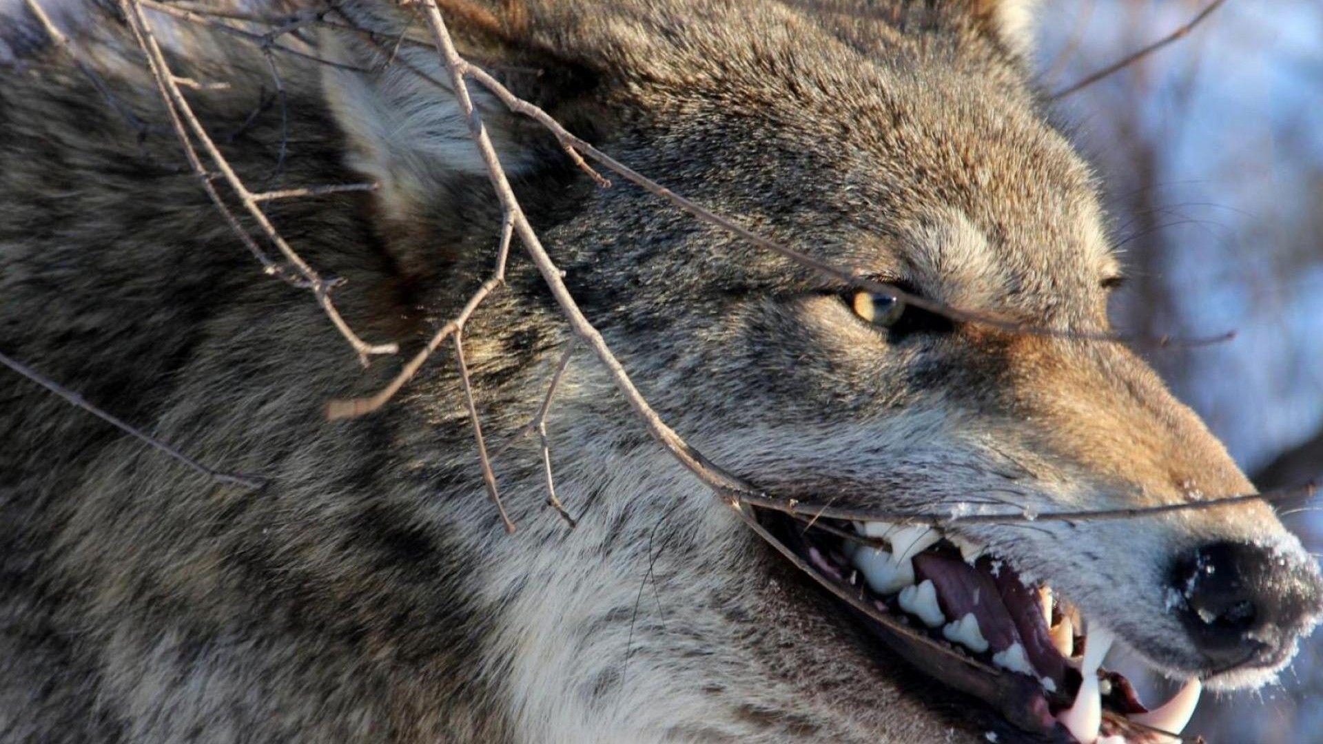 Angry wolf Wallpaper HD For Desktop, Mobile And Tablet