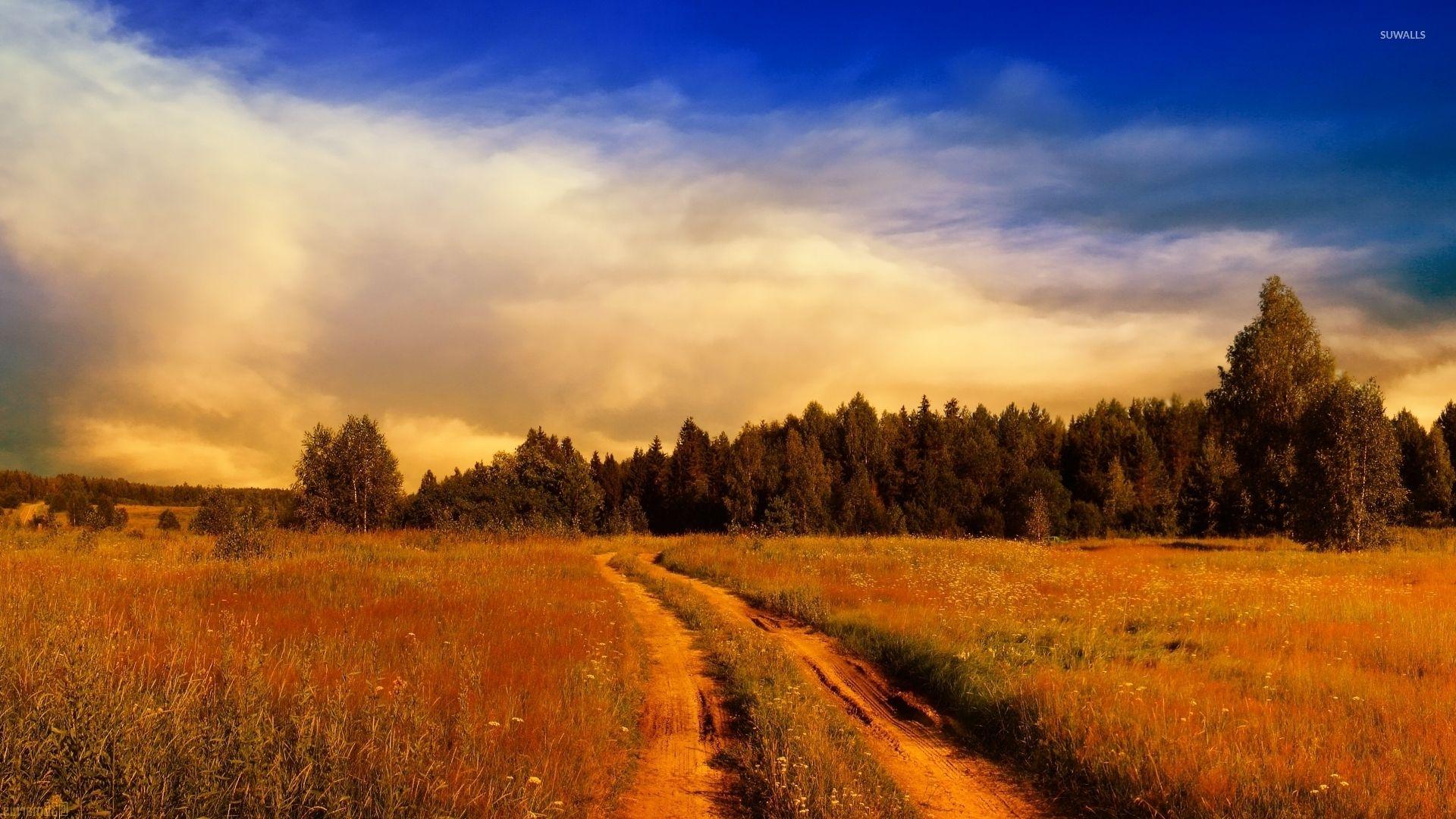 Path on the rusty field towards the forest wallpaper