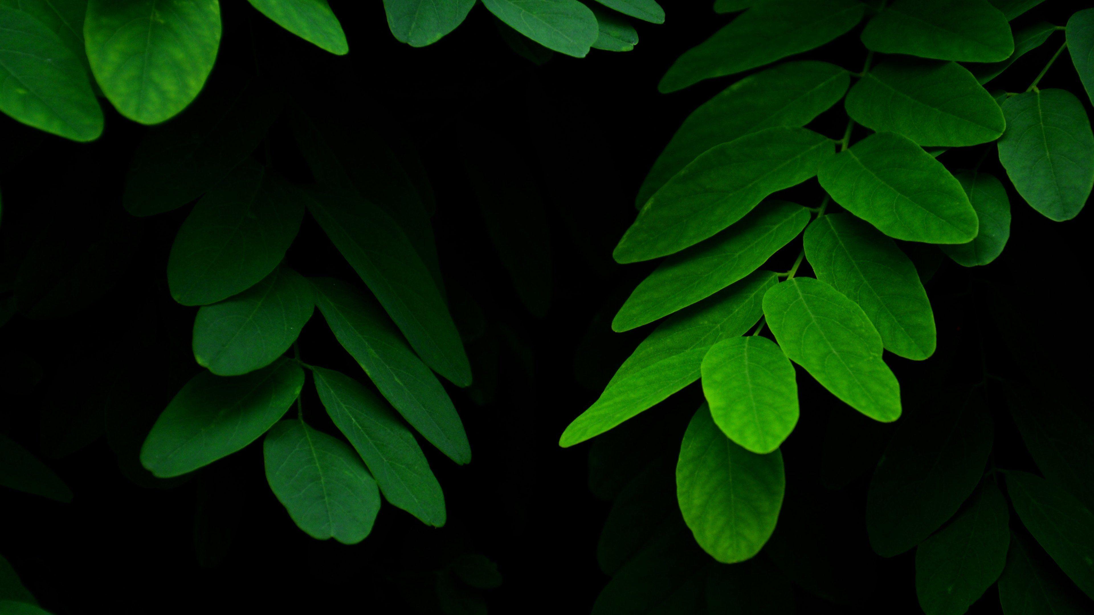 Leaves on Black Background Wallpaper & Desktop Background