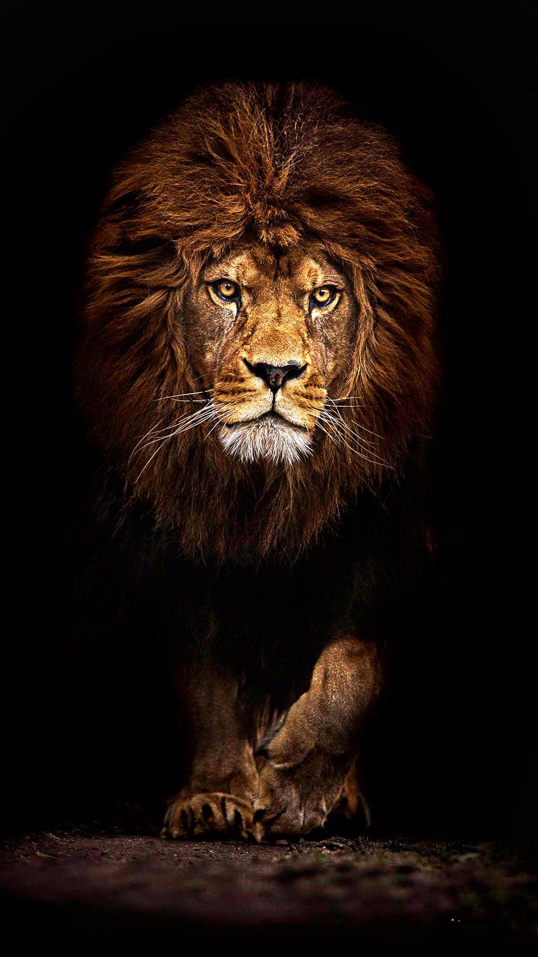 Lion 1080 x 1920 HD Wallpaper
