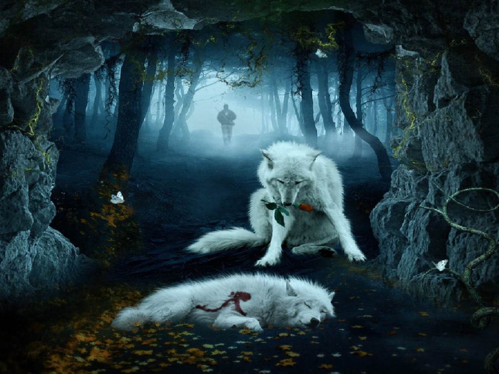 Cool Wolf Background Wallpaper. HD Wallpaper. Wolf