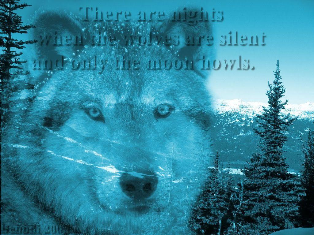 Cool Wolf Sayings. Wolf Wallpaper. WOLFS. Wolf