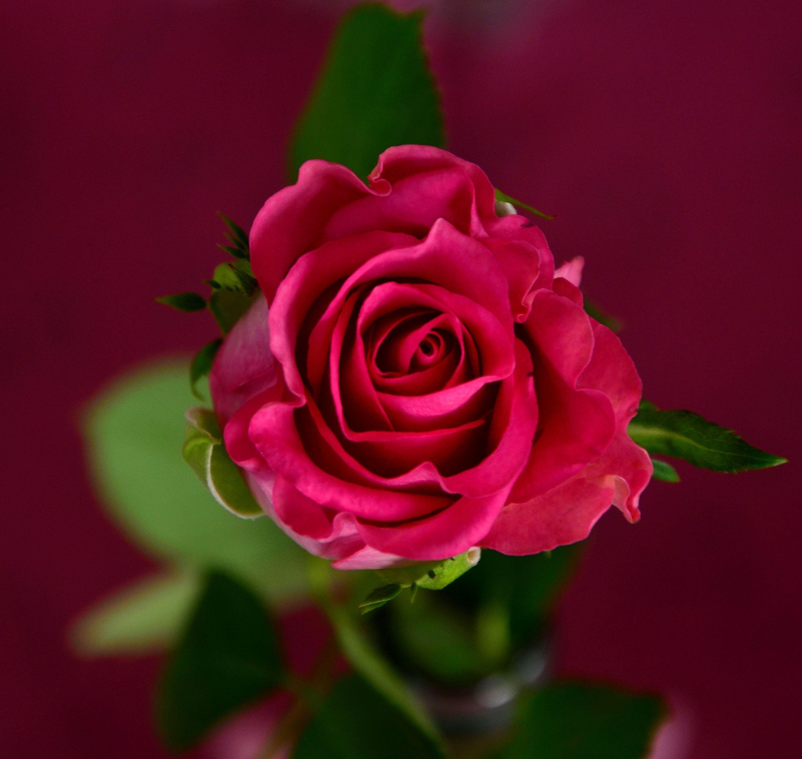 Rose Image