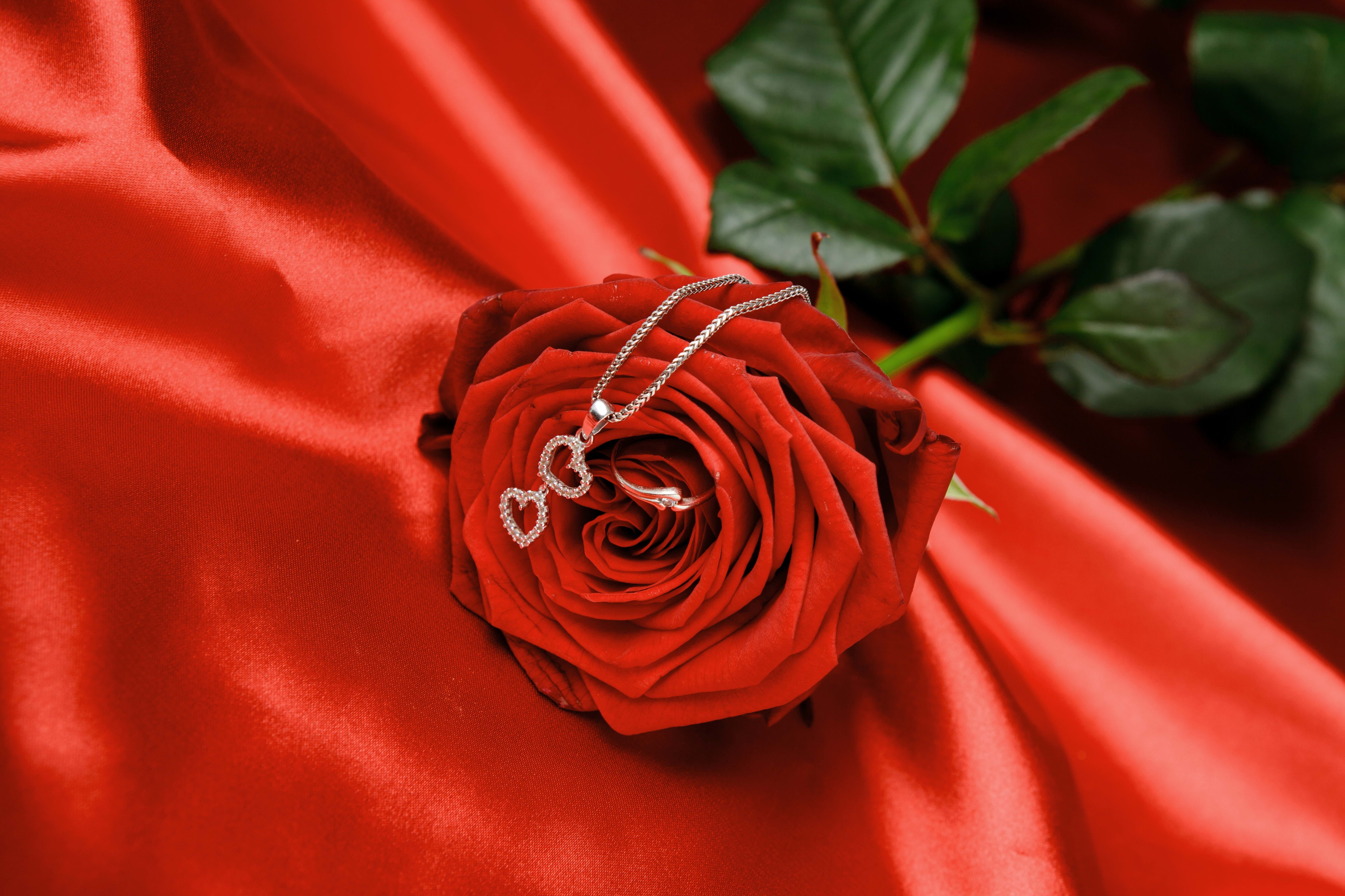 Download wallpaper 5616x3744 rose, chain, heart, flower HD background