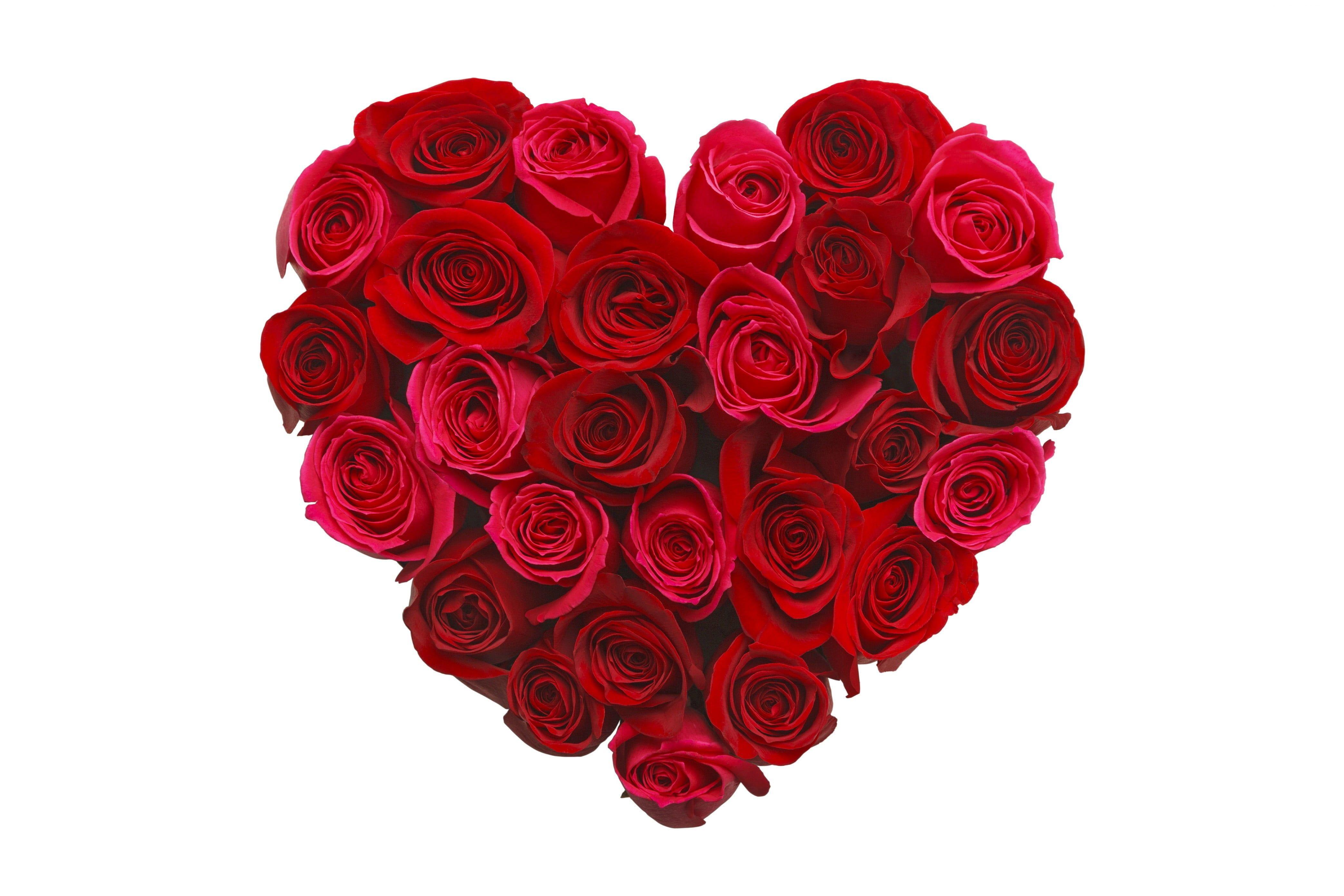 Heart shaped red rose HD wallpaper