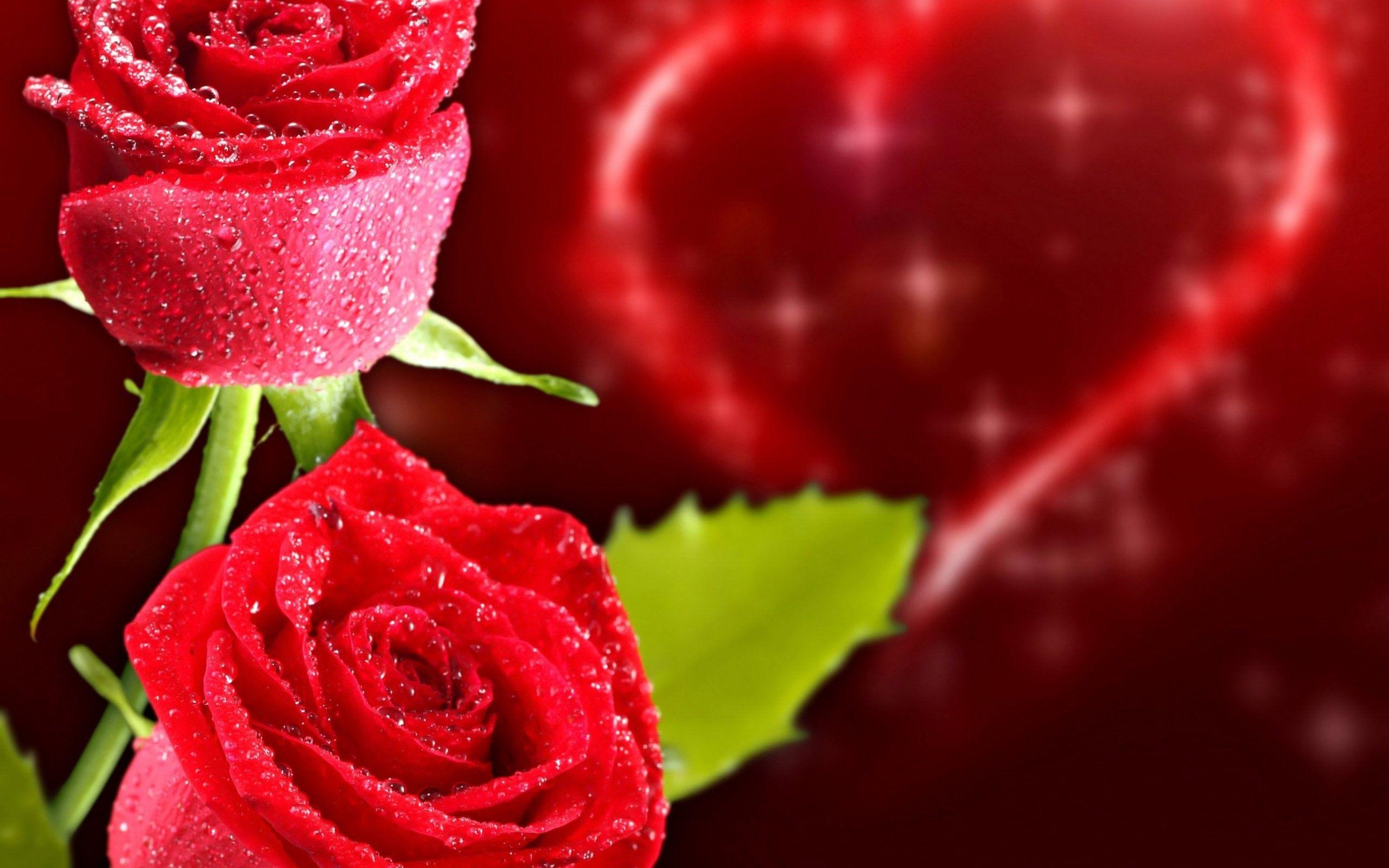 Romance Flowers Roses Romantic Rose Holidays Closeup Red Heart