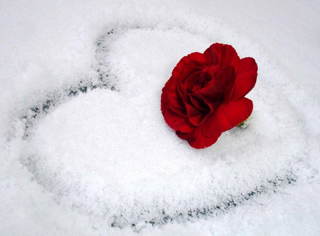 Flowers: Red White Snow Whiteness Rose Heart Love Flower Wallpaper