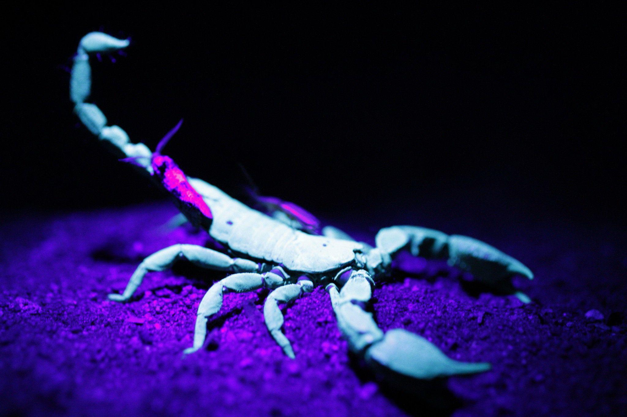 Scorpion Image Wallpaper