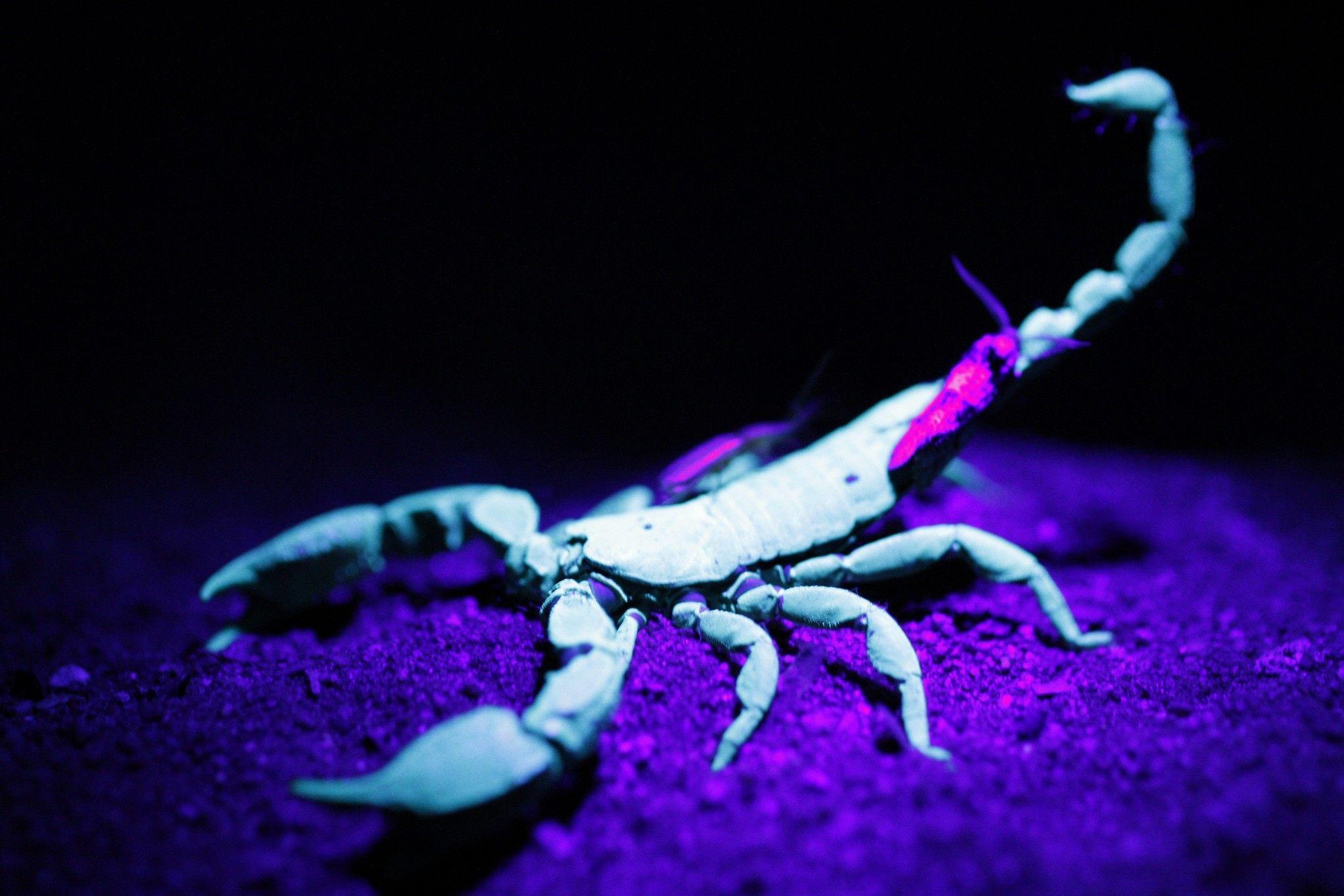 Colorful Scorpion image HD Wallpaper. Beautiful image HD Picture