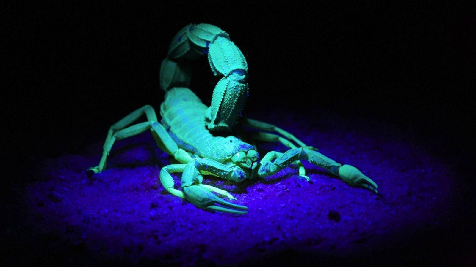 Illuminating Brain Tumours With Scorpion Toxins Could Save Lives