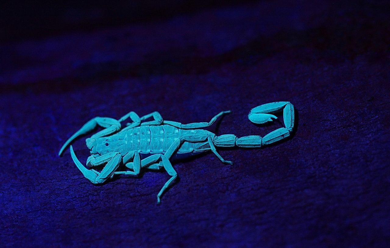 animals ultraviolet scorpions 1280x813 wallpaper High Quality