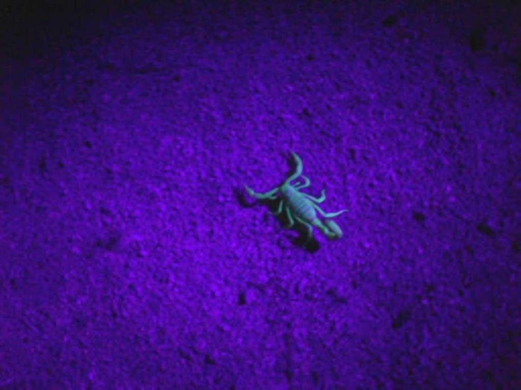Blues Scorpion Sting Animal Blue Wallpaper Animals Full HD Other