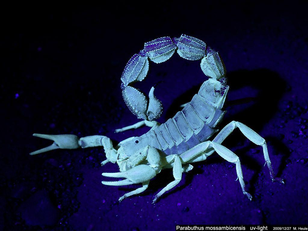 Desert Hairy Scorpion under Blacklight - © Robert Jensen