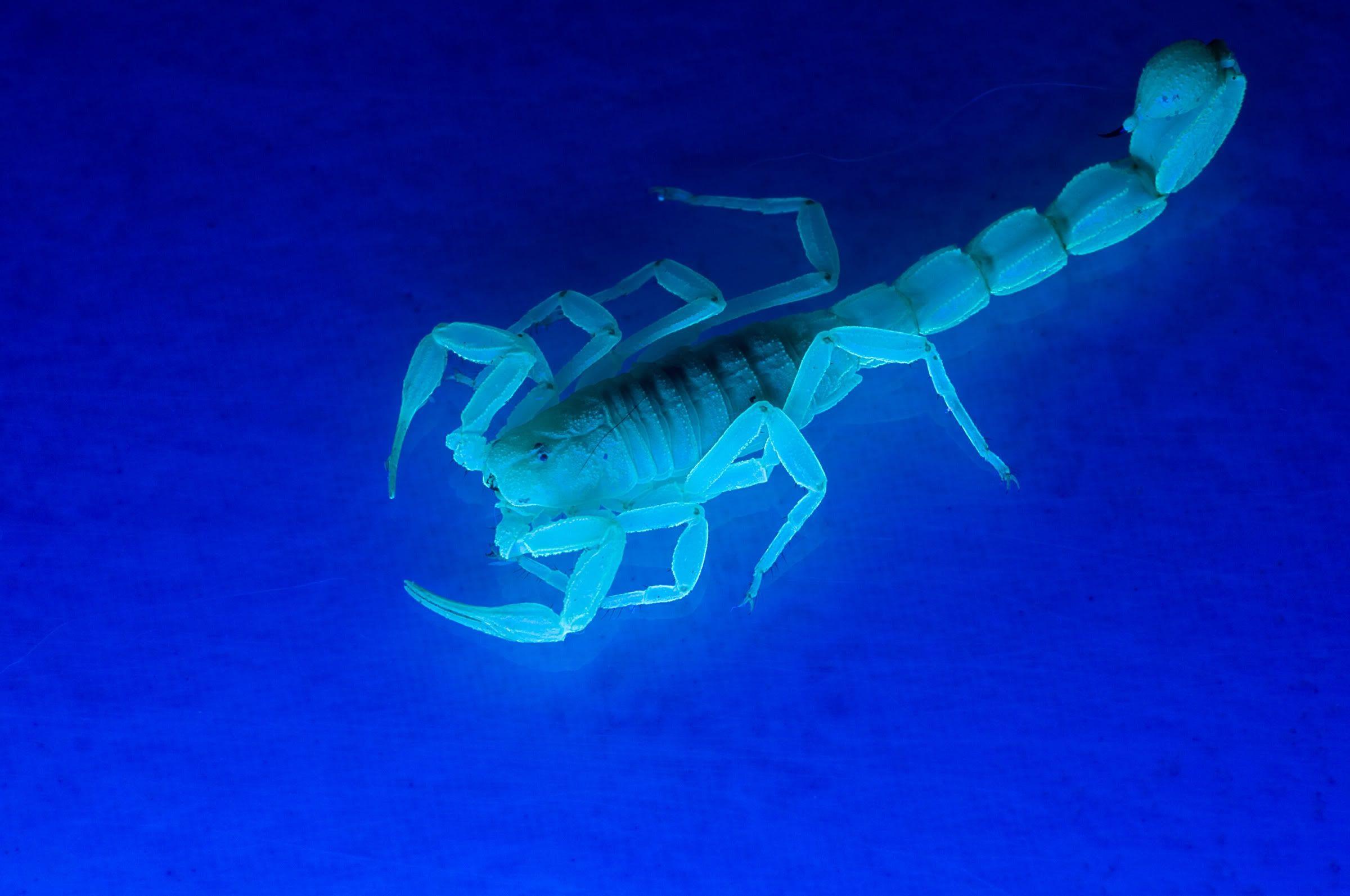 animals ultraviolet scorpions simple background 2400x1594 wallpaper