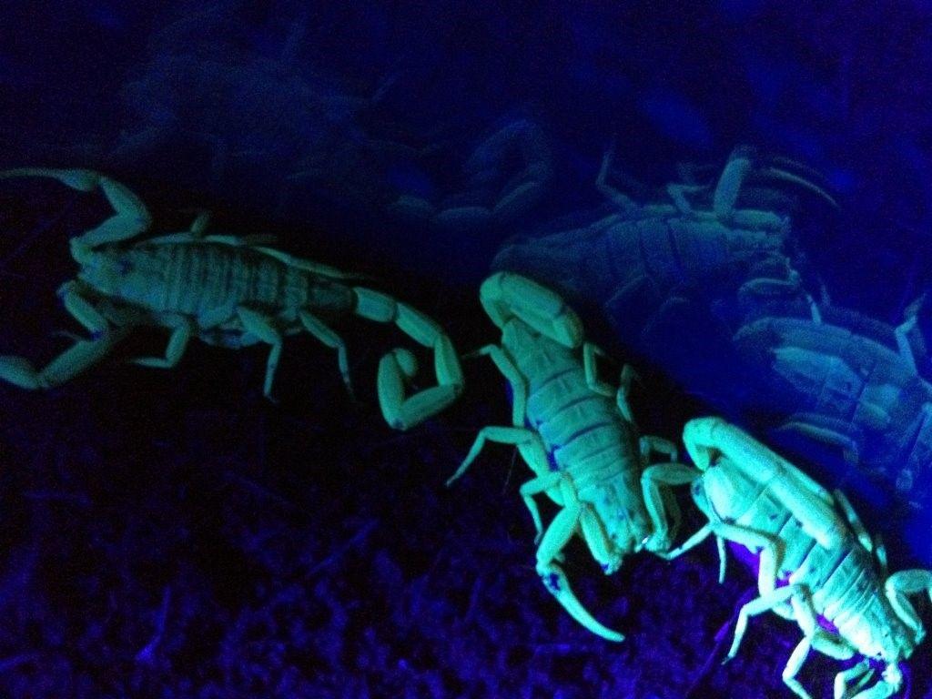 Blue Scorpion venom and its use in the treatment of Cancer