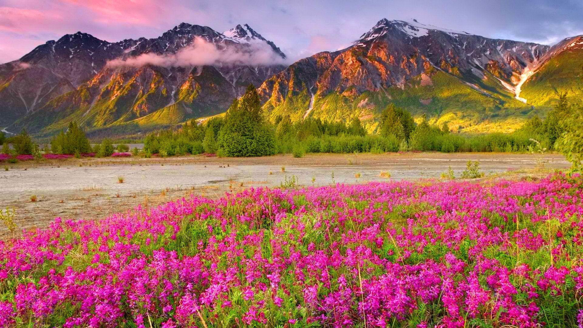 Flowers nature background wallpaper hd