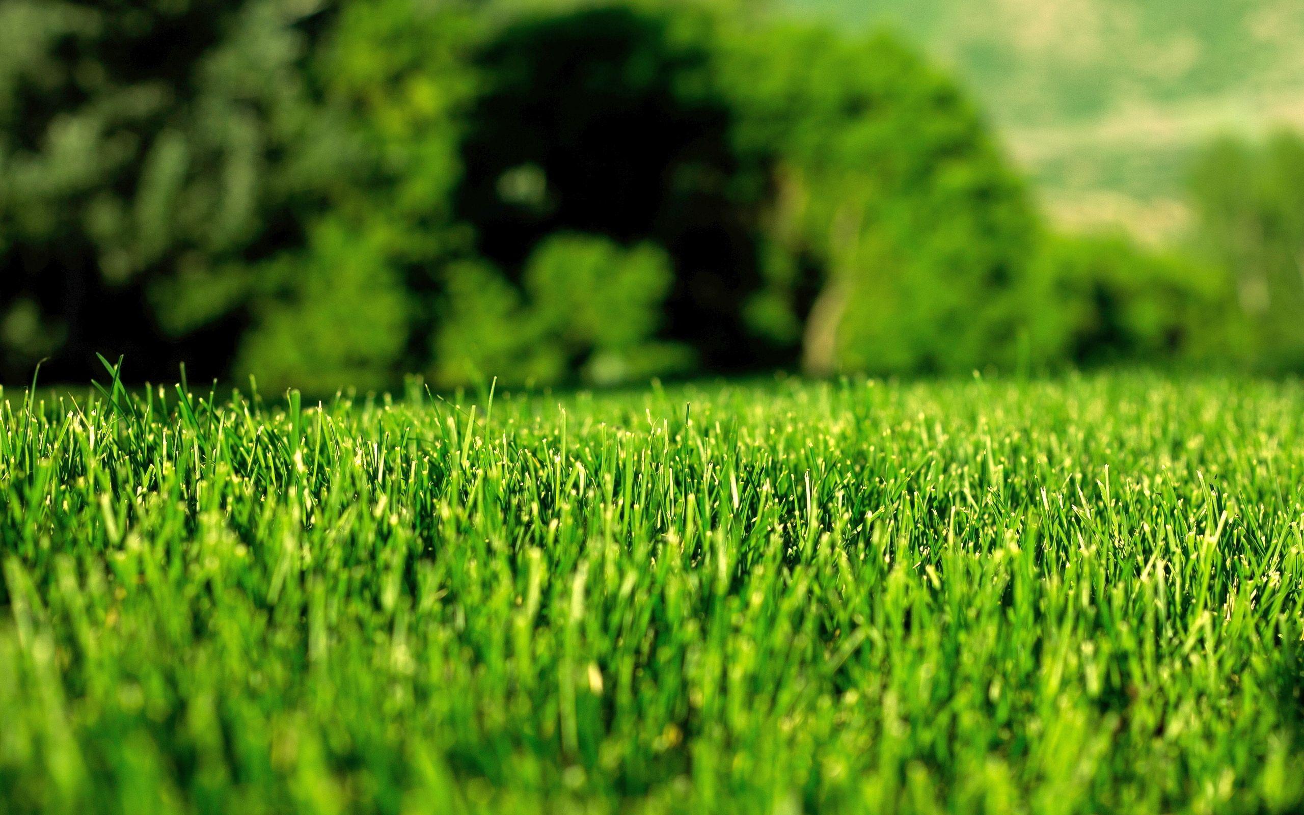 Green Lawn HD Desktop Wallpaper, Instagram photo, Background Image