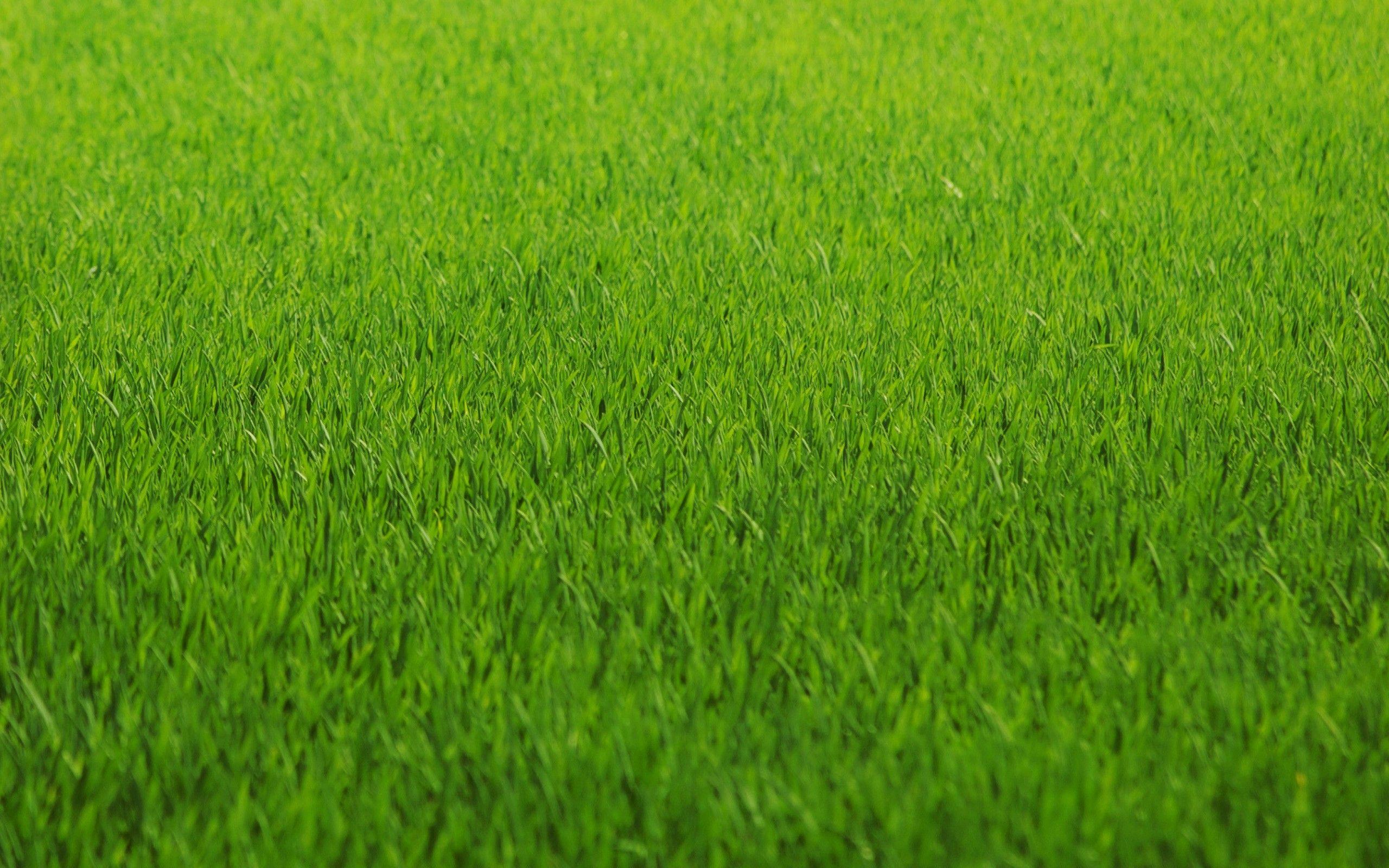 green, nature, grass, fields, lawn Wallpaper / WallpaperJam.com