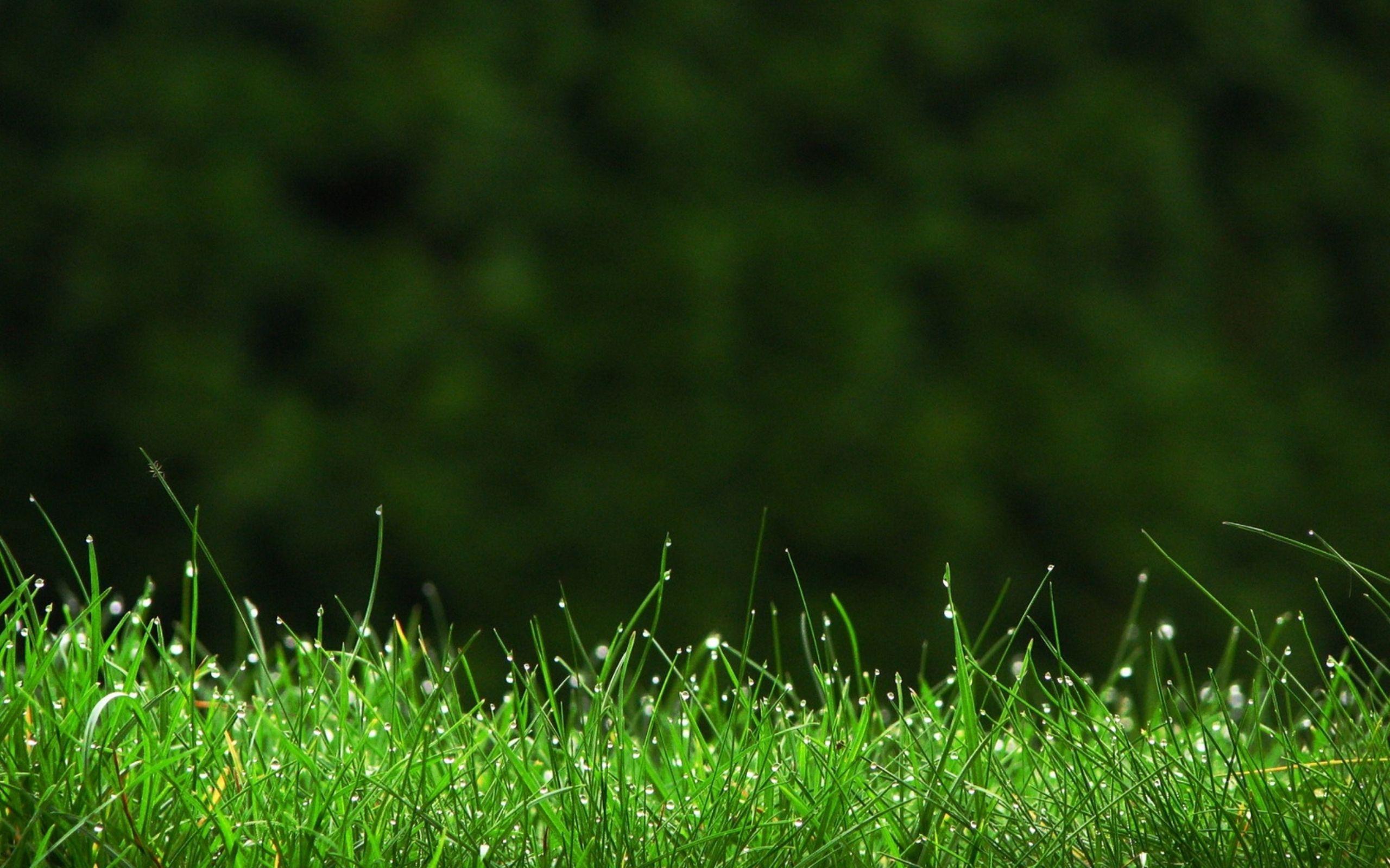 Green Grass wallpaper HD download. Photography in 2019