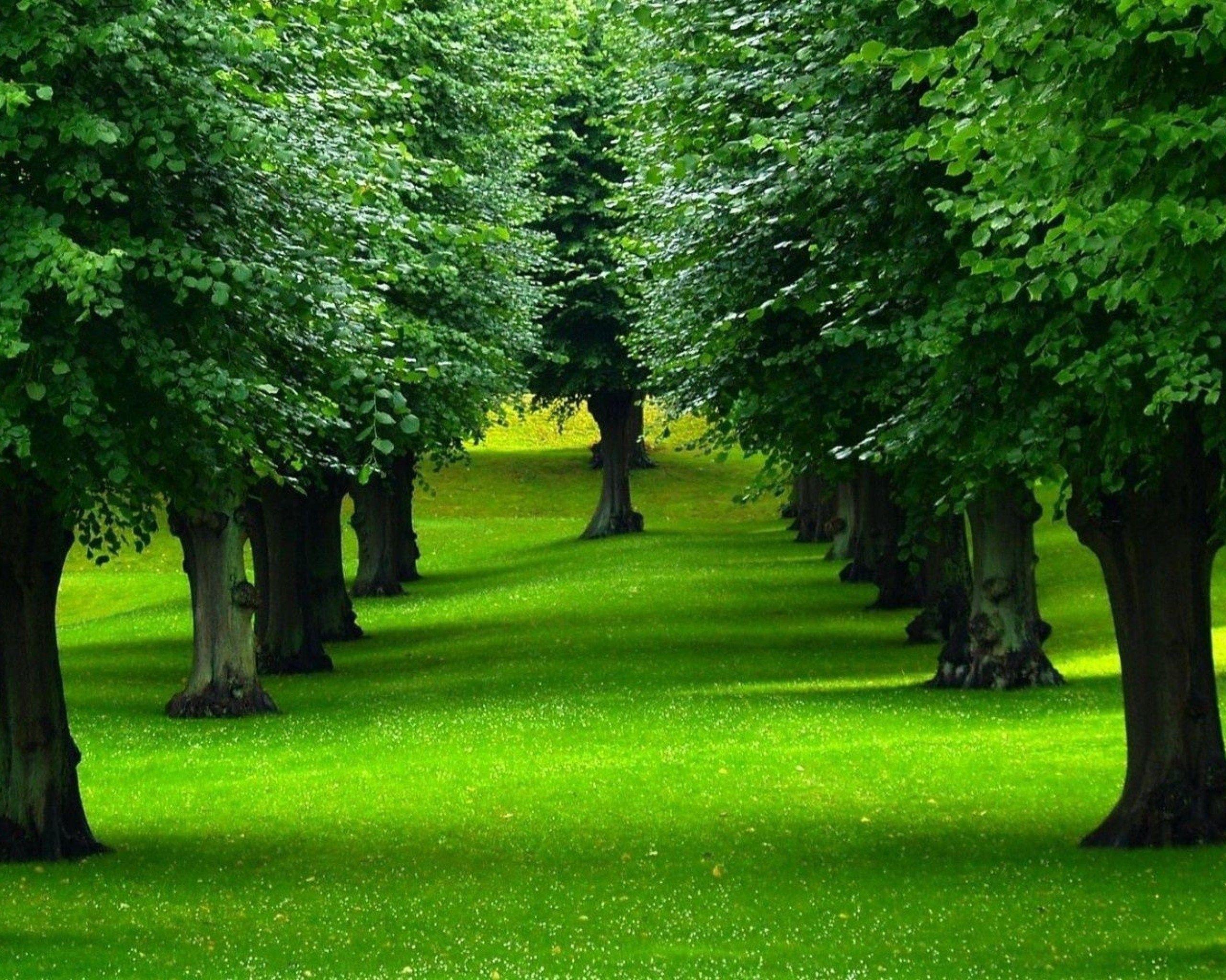 Trees: Trees Nature Lawn Wallpaper Image Free Download for HD 16:9