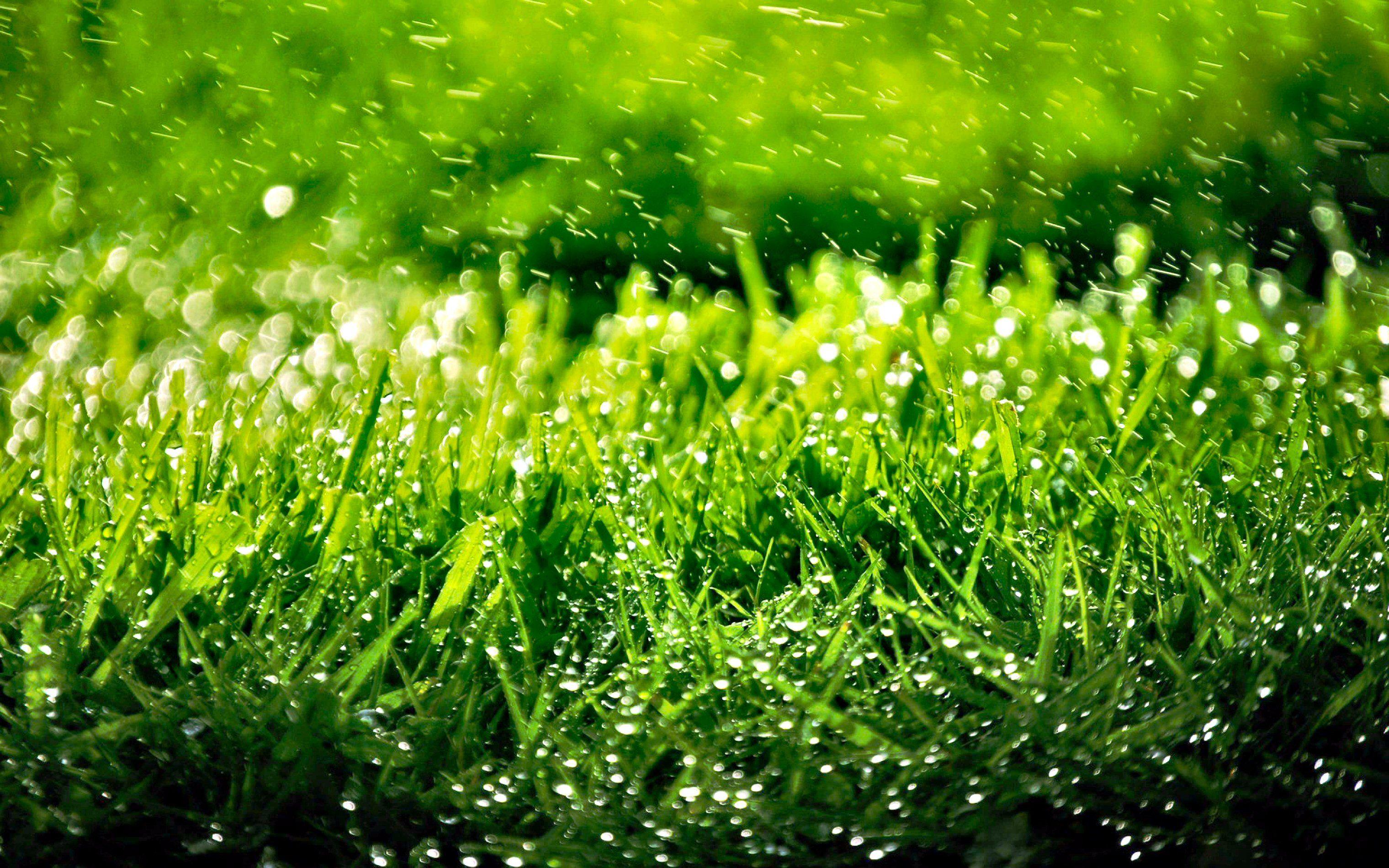 Grass HD Wallpaper and Background Image