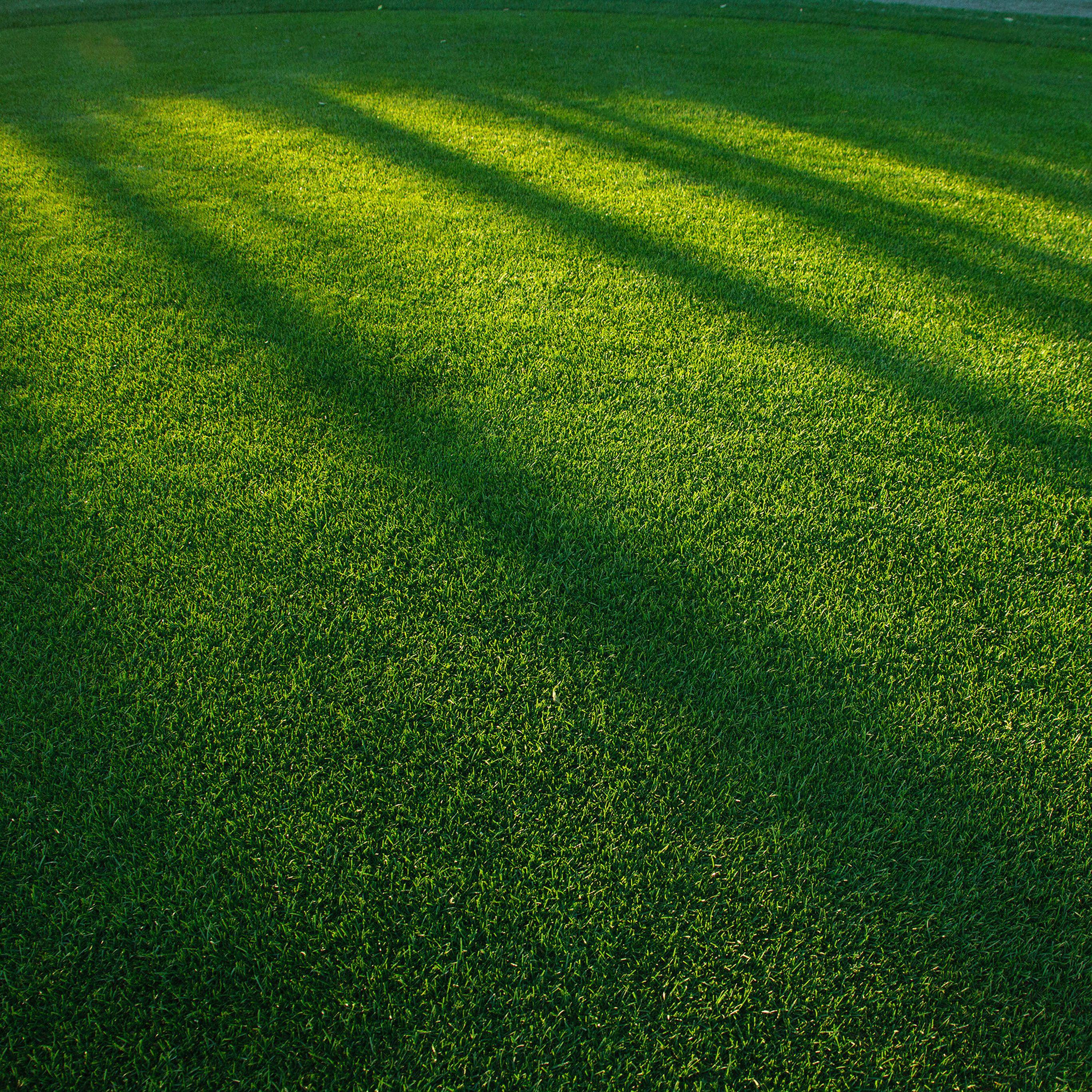 Lawn Grass Sunlight Green Pattern