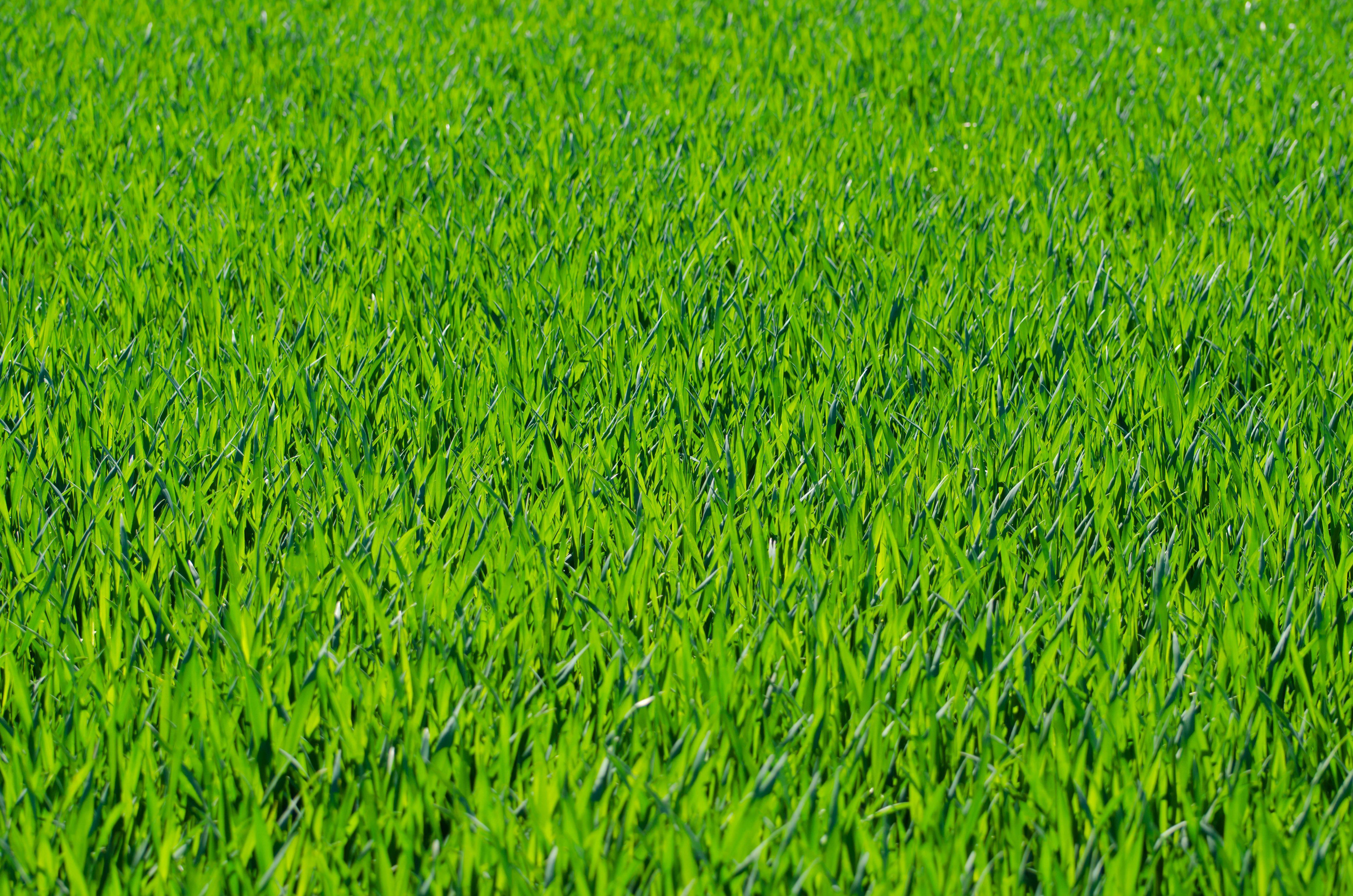 Seven Free Grass Textures or Lawn Background Image