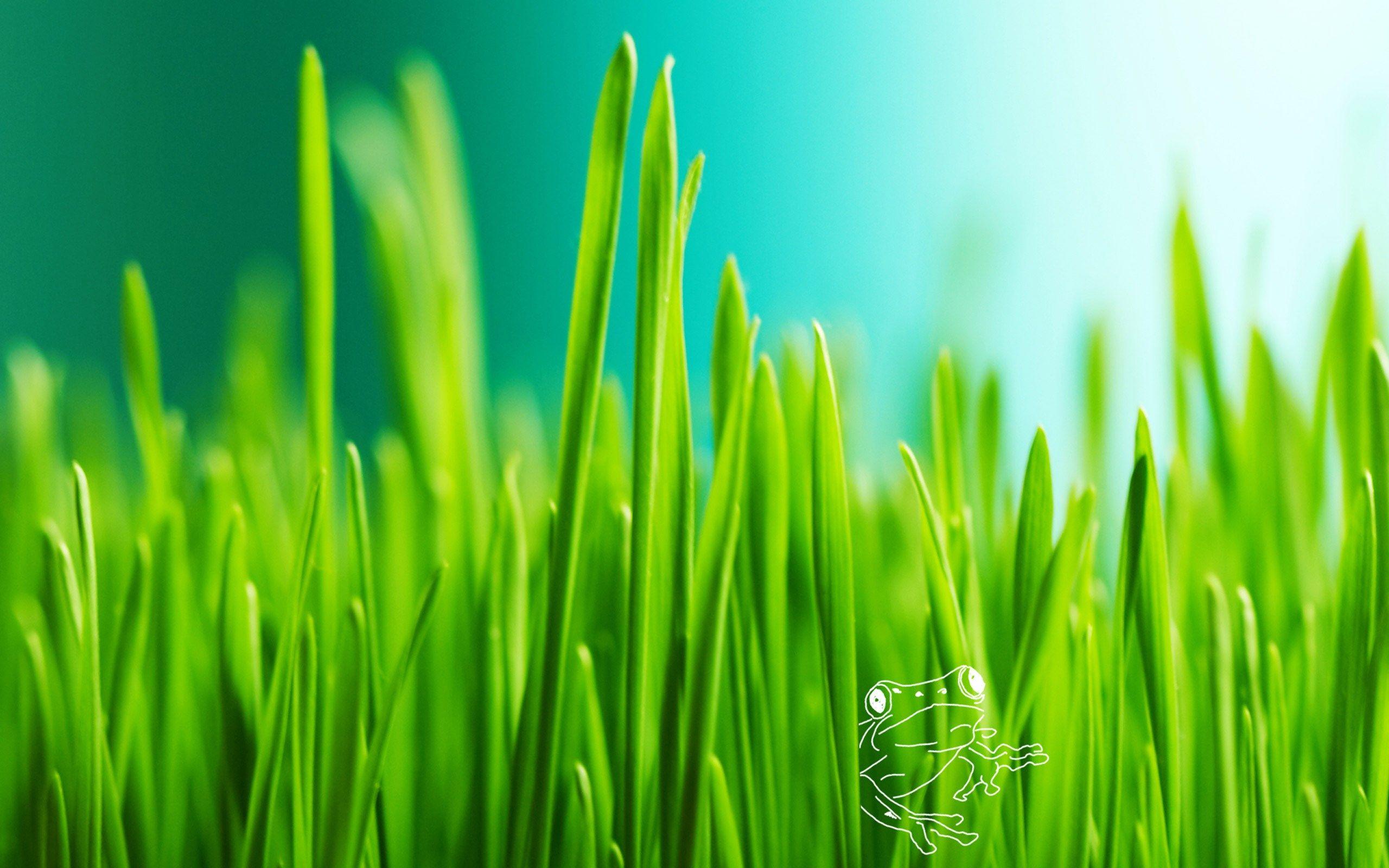 Green Grass Wallpaper - iPhone, Android & Desktop Backgrounds
