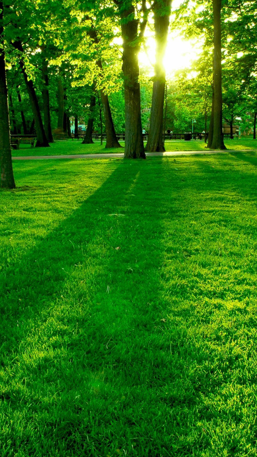 Download HD Green Park Lawn Grass Trees Sun Wallpaper