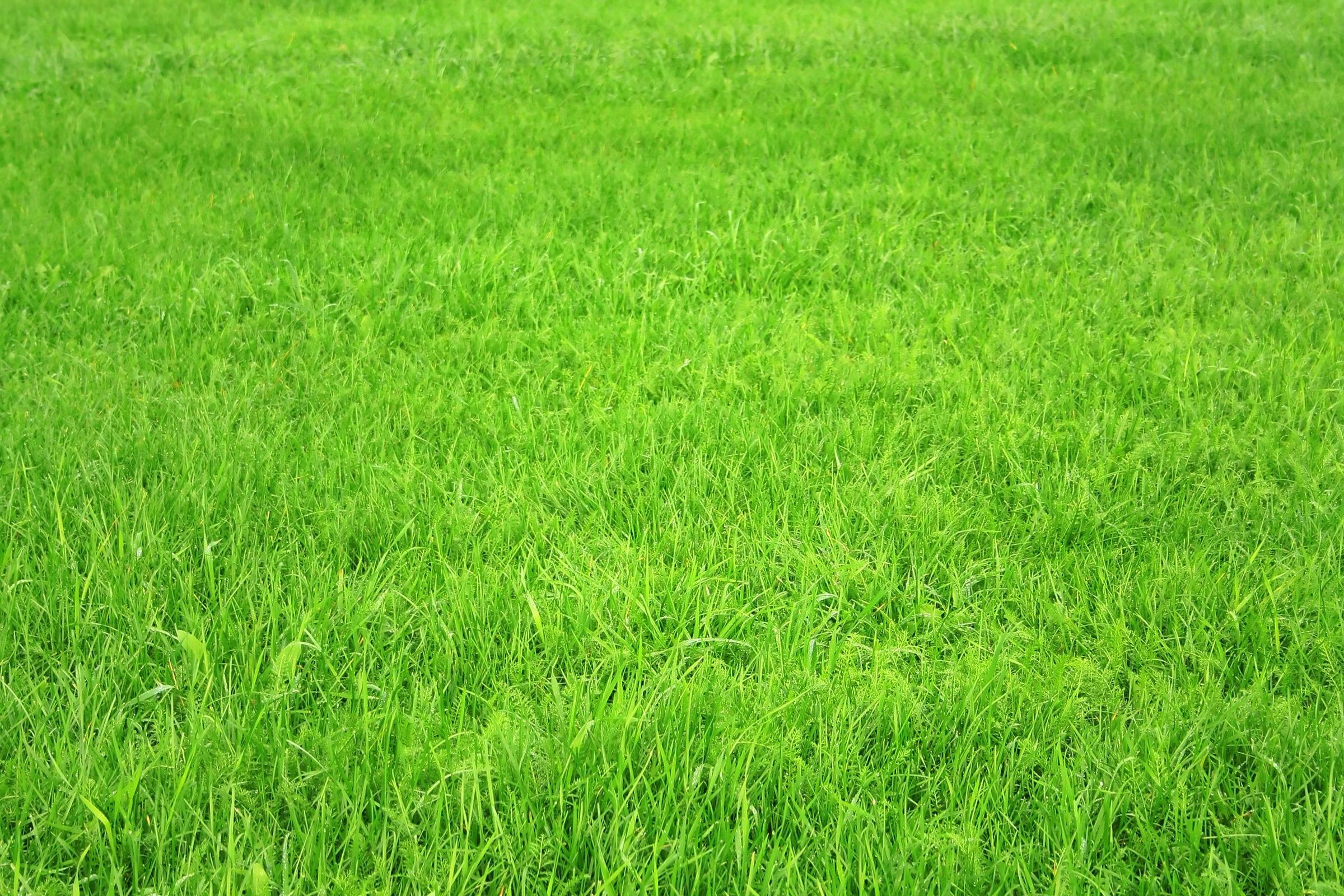Download wallpaper: green Grass, texture grass, desktop wallpaper